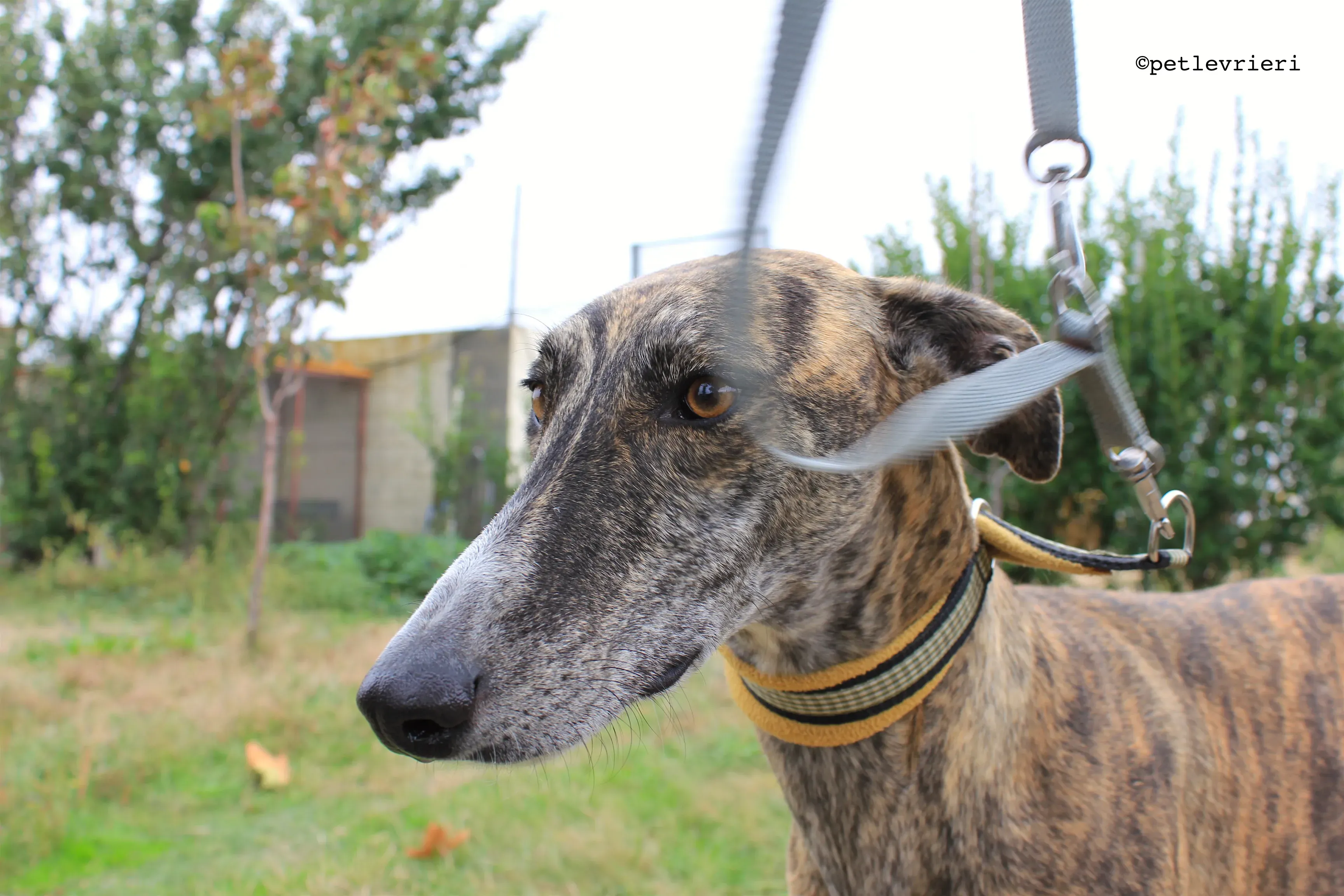 gallo adozione levrieri galgo 10