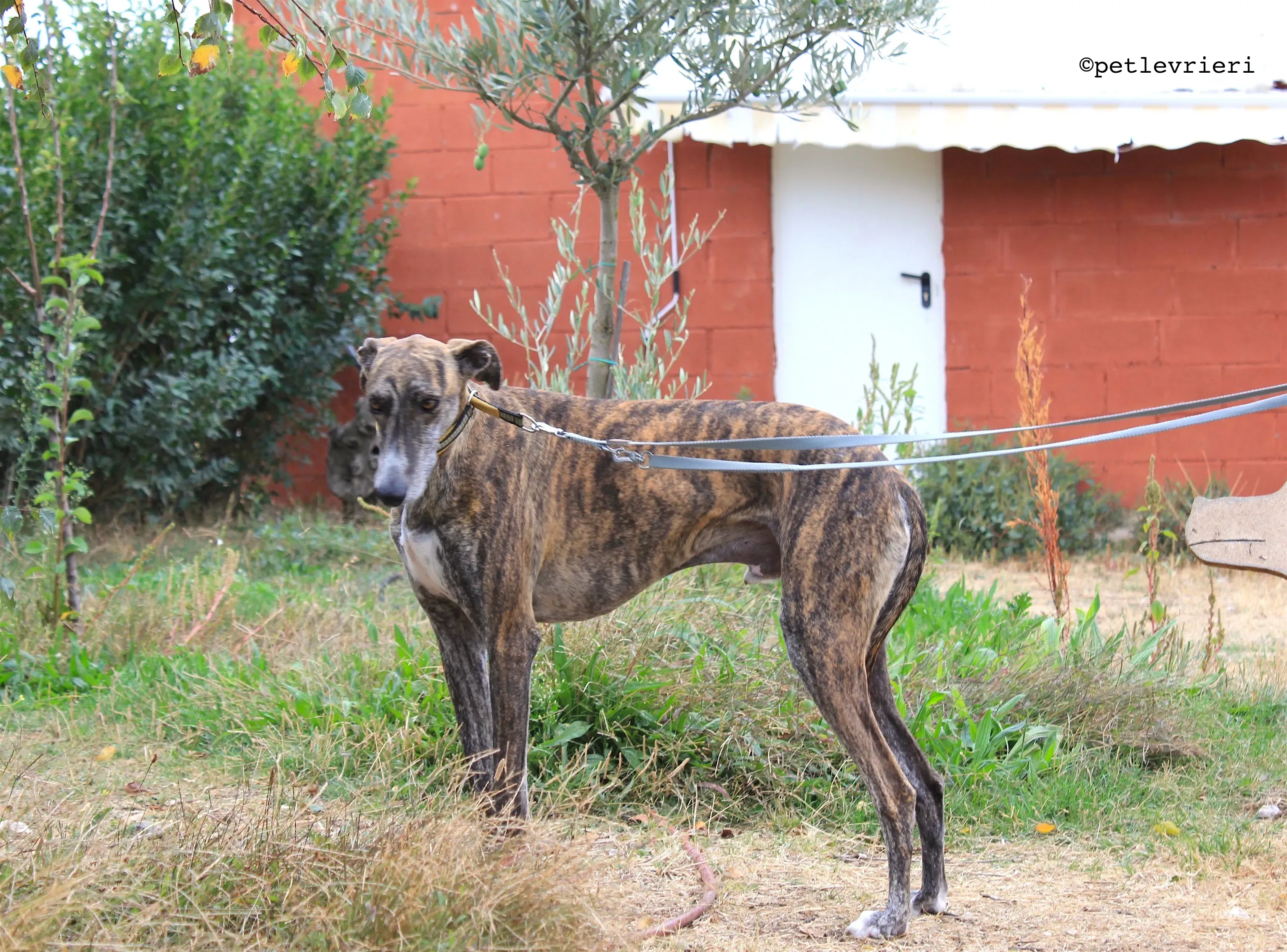 gallo adozione levrieri galgo 11