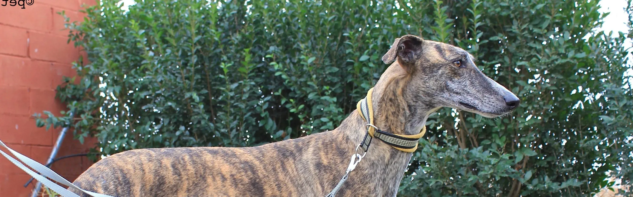 gallo adozione levrieri galgo 12 e1540475525589