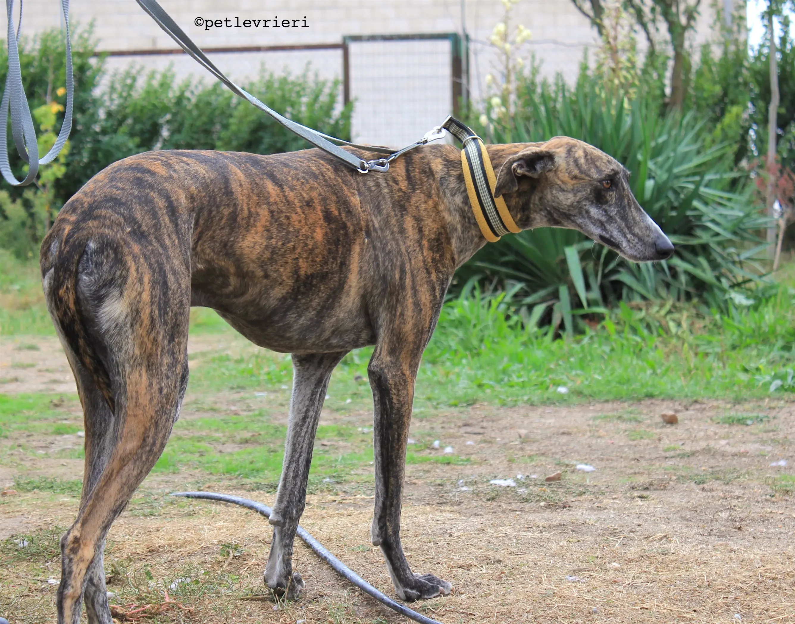 gallo adozione levrieri galgo 13