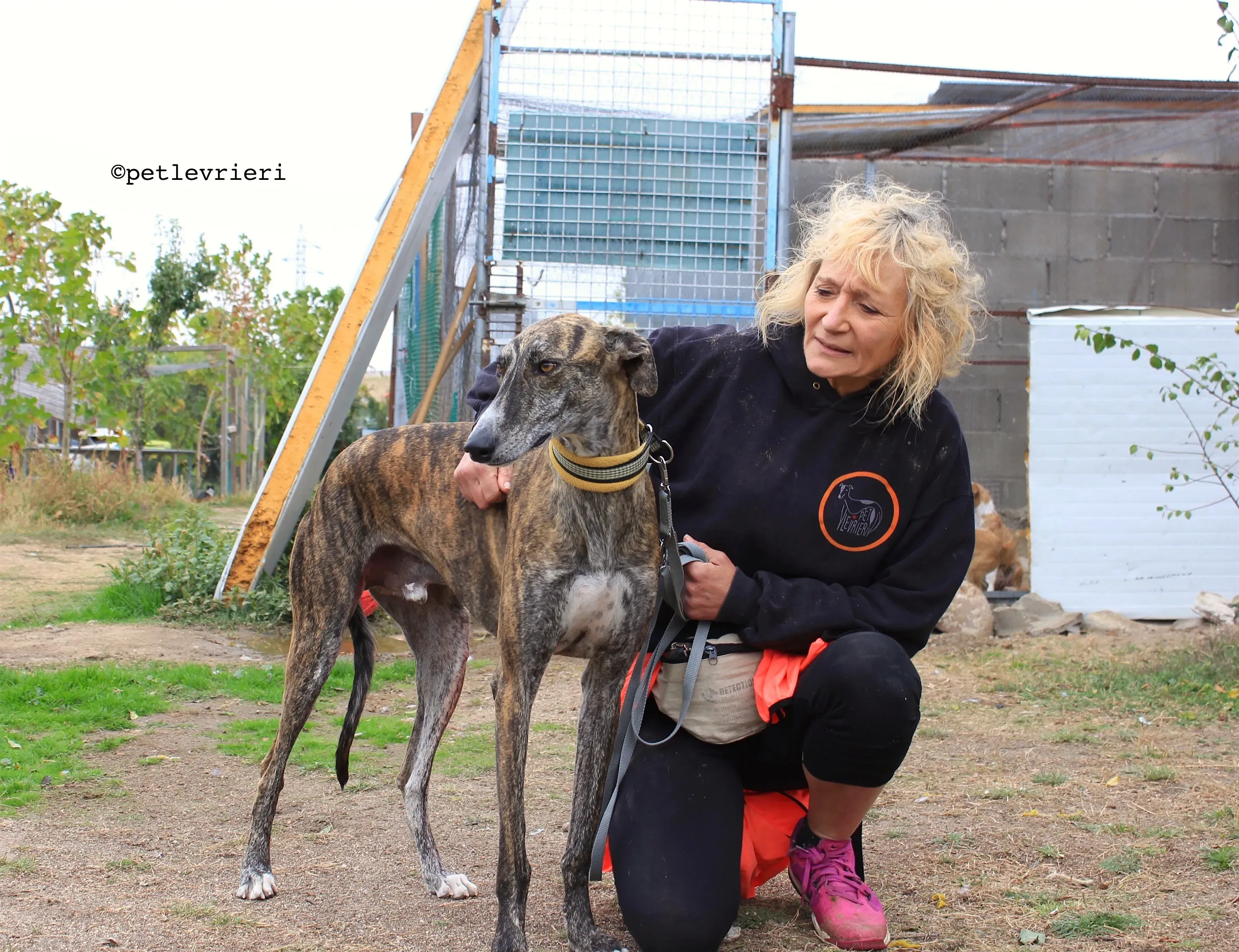 gallo adozione levrieri galgo 14