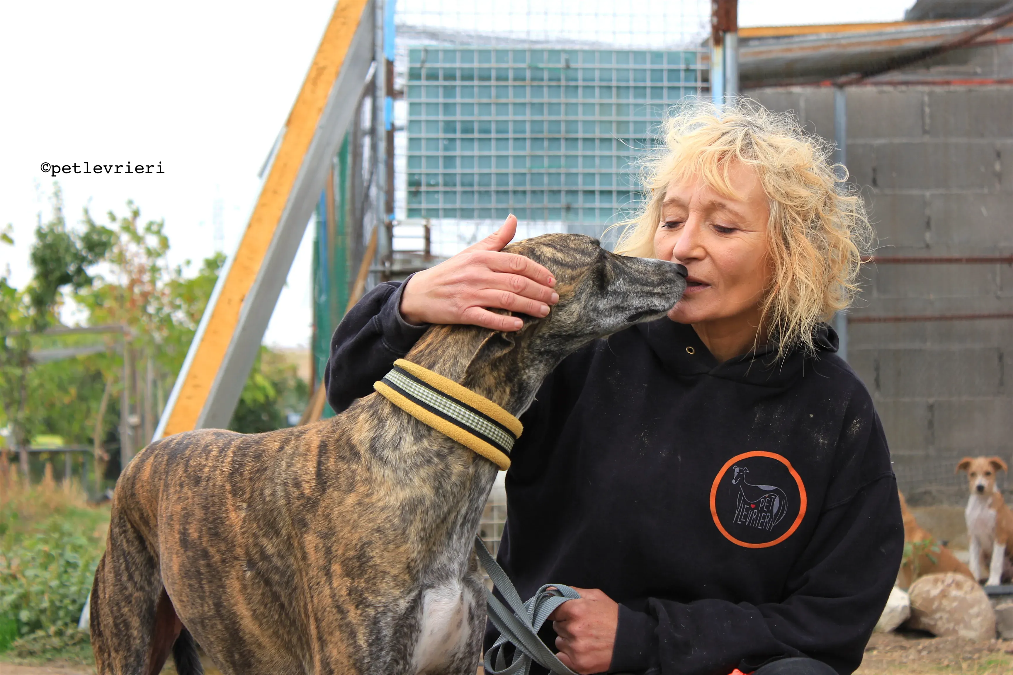 gallo adozione levrieri galgo 15