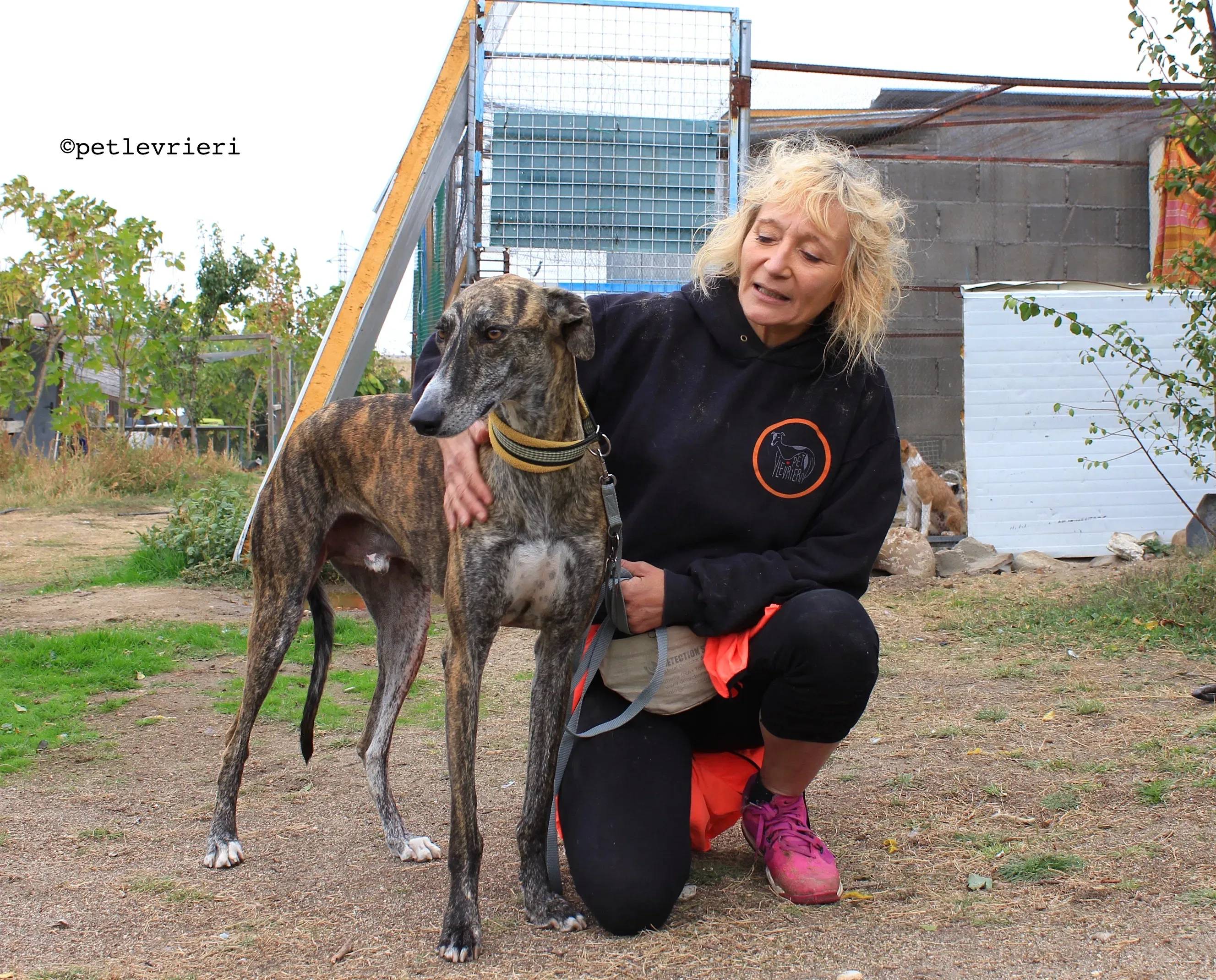 gallo adozione levrieri galgo 16