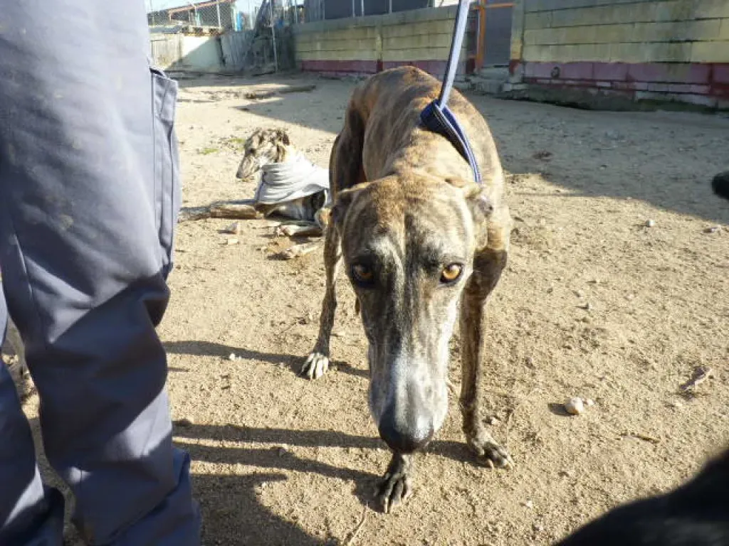 gallo adozione levrieri galgo 17