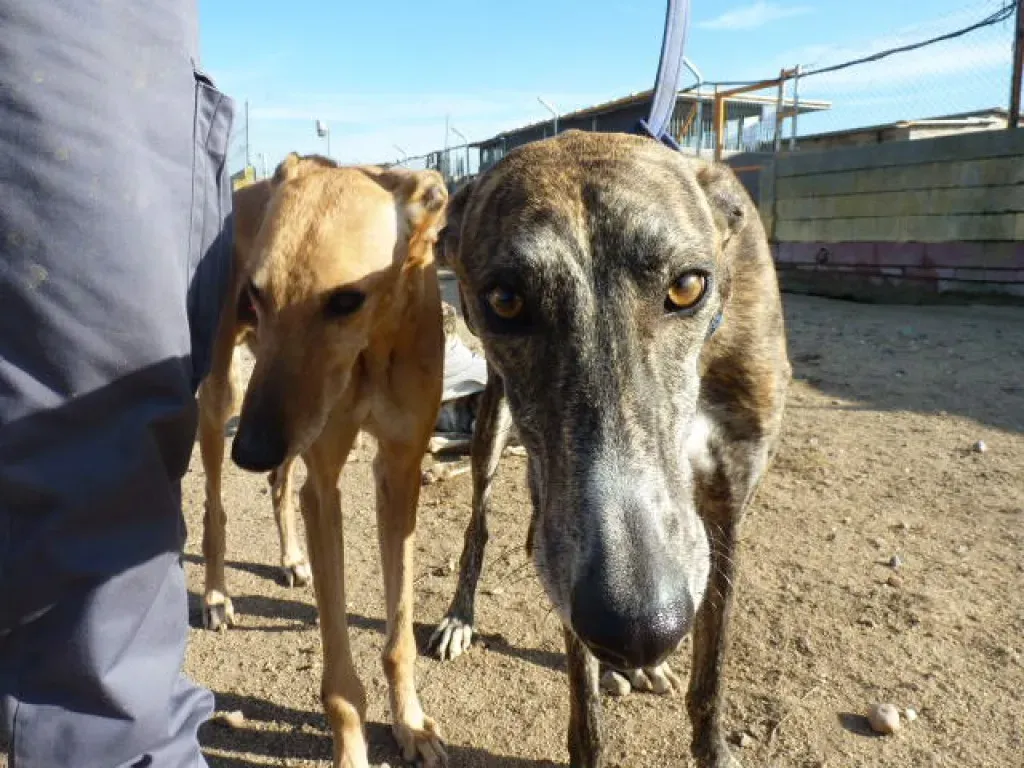 gallo adozione levrieri galgo 18