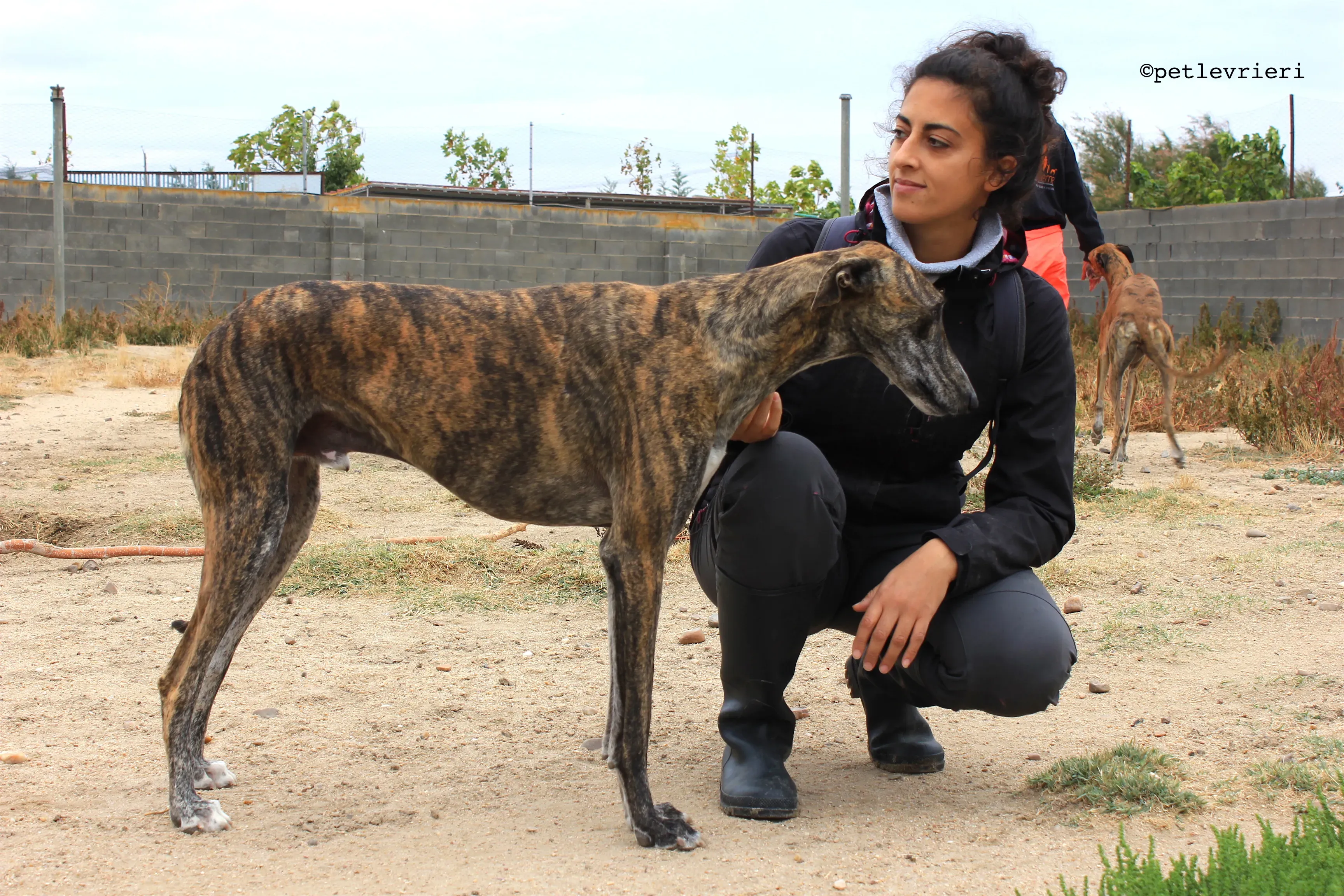 gallo adozione levrieri galgo 2