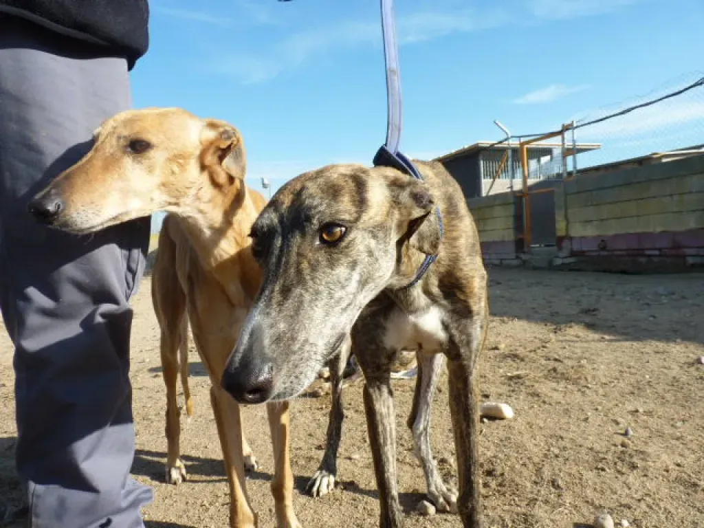 gallo adozione levrieri galgo 20