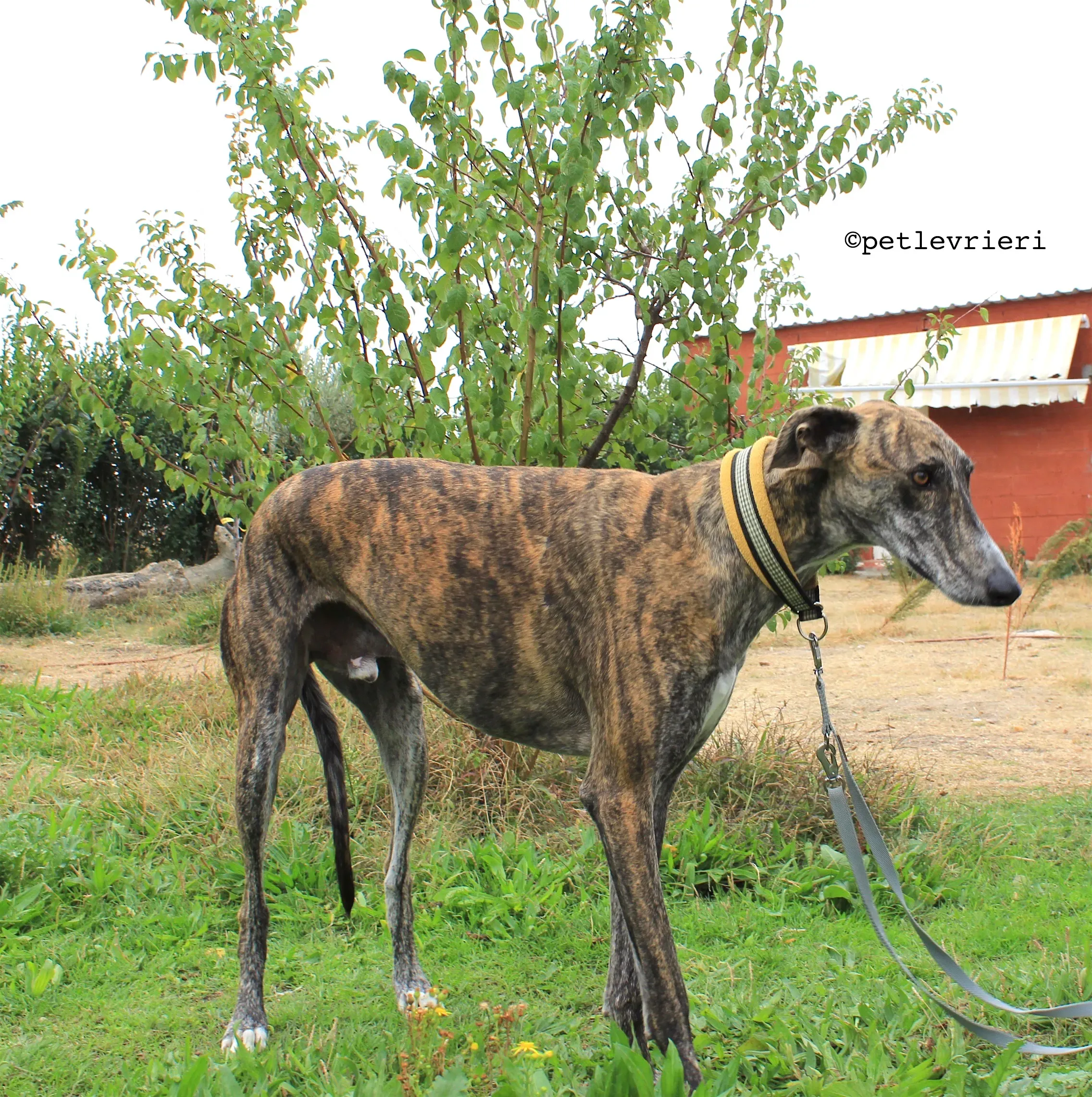 gallo adozione levrieri galgo 3