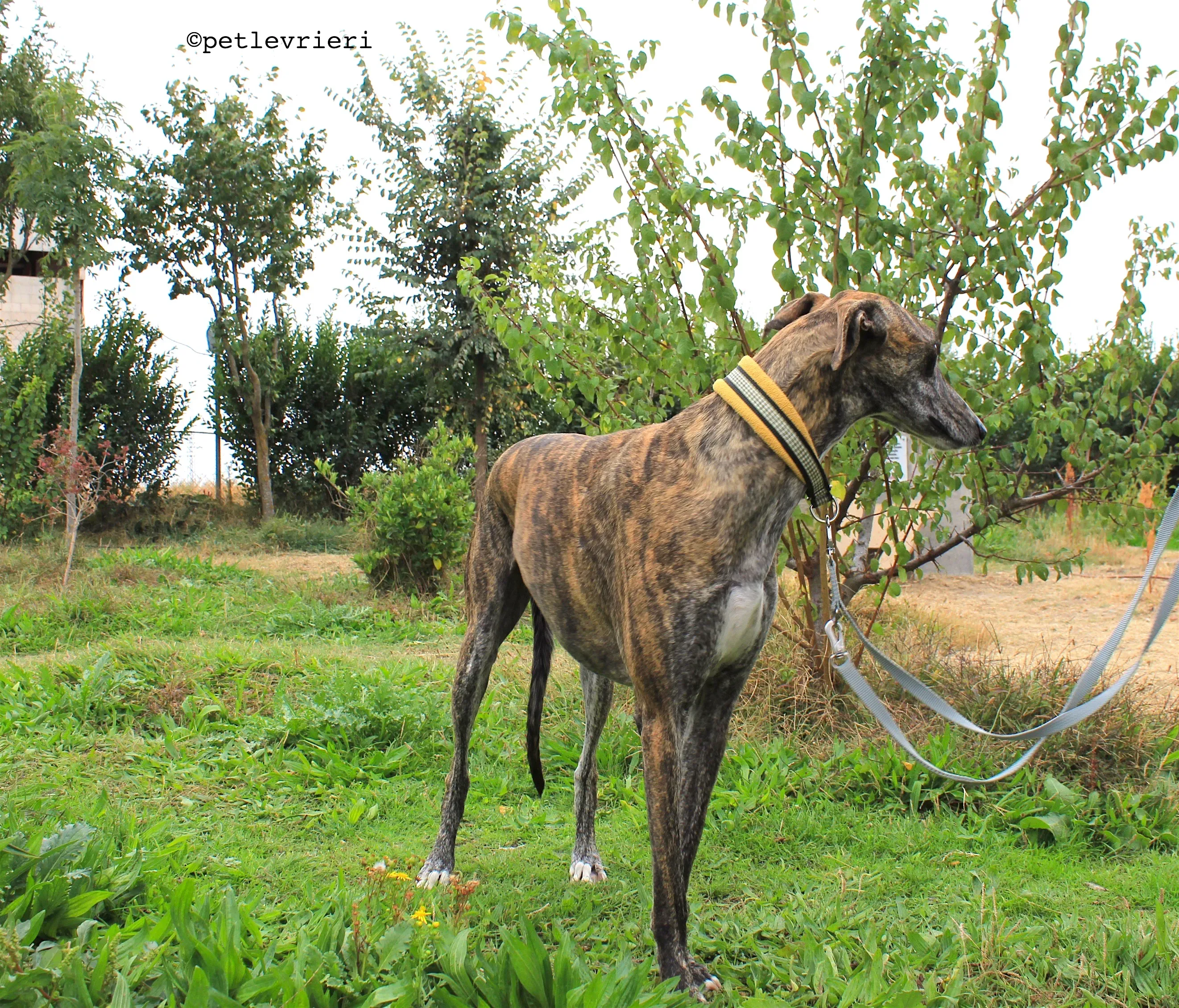 gallo adozione levrieri galgo 4