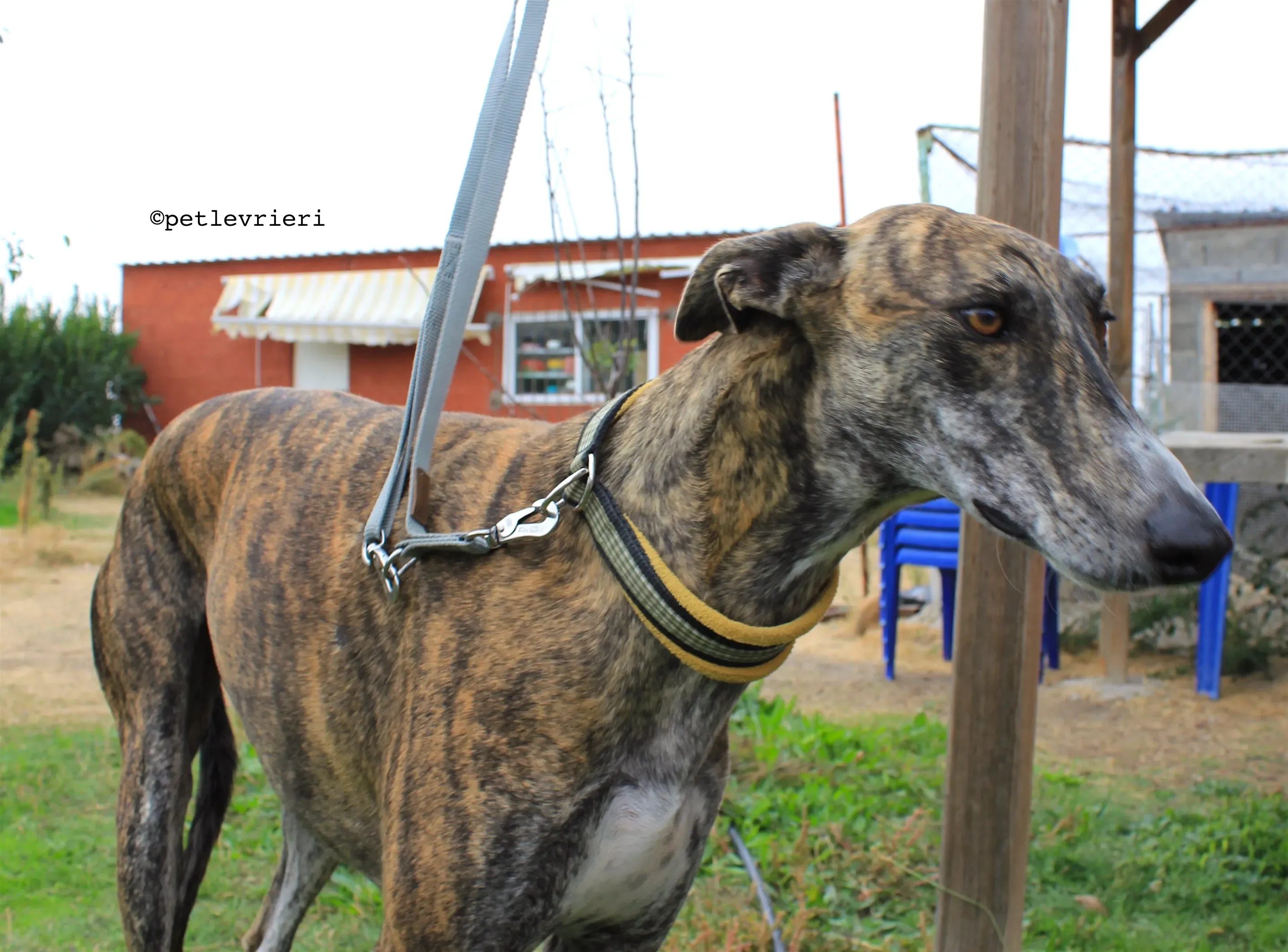 gallo adozione levrieri galgo 5