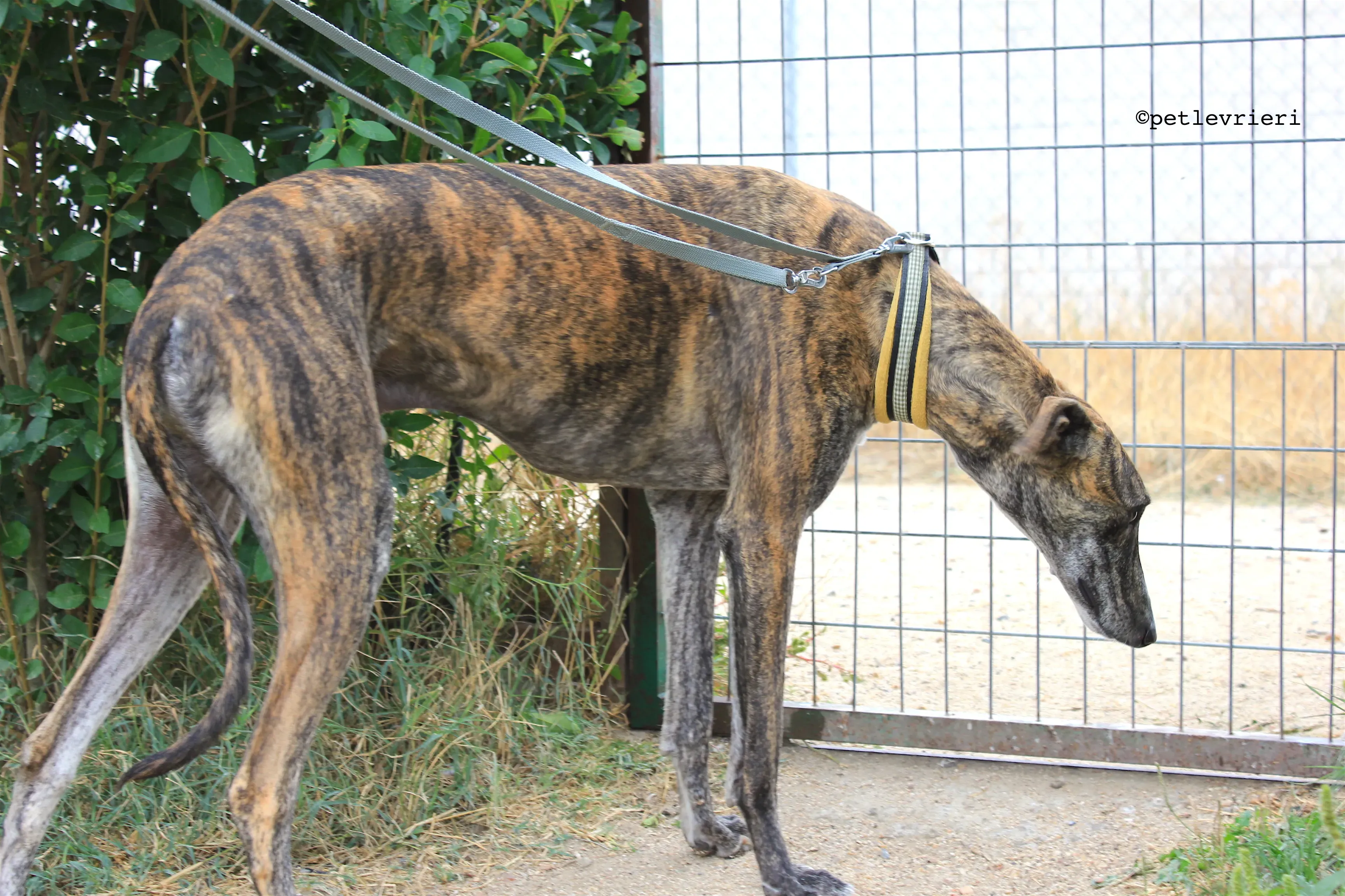 gallo adozione levrieri galgo 6