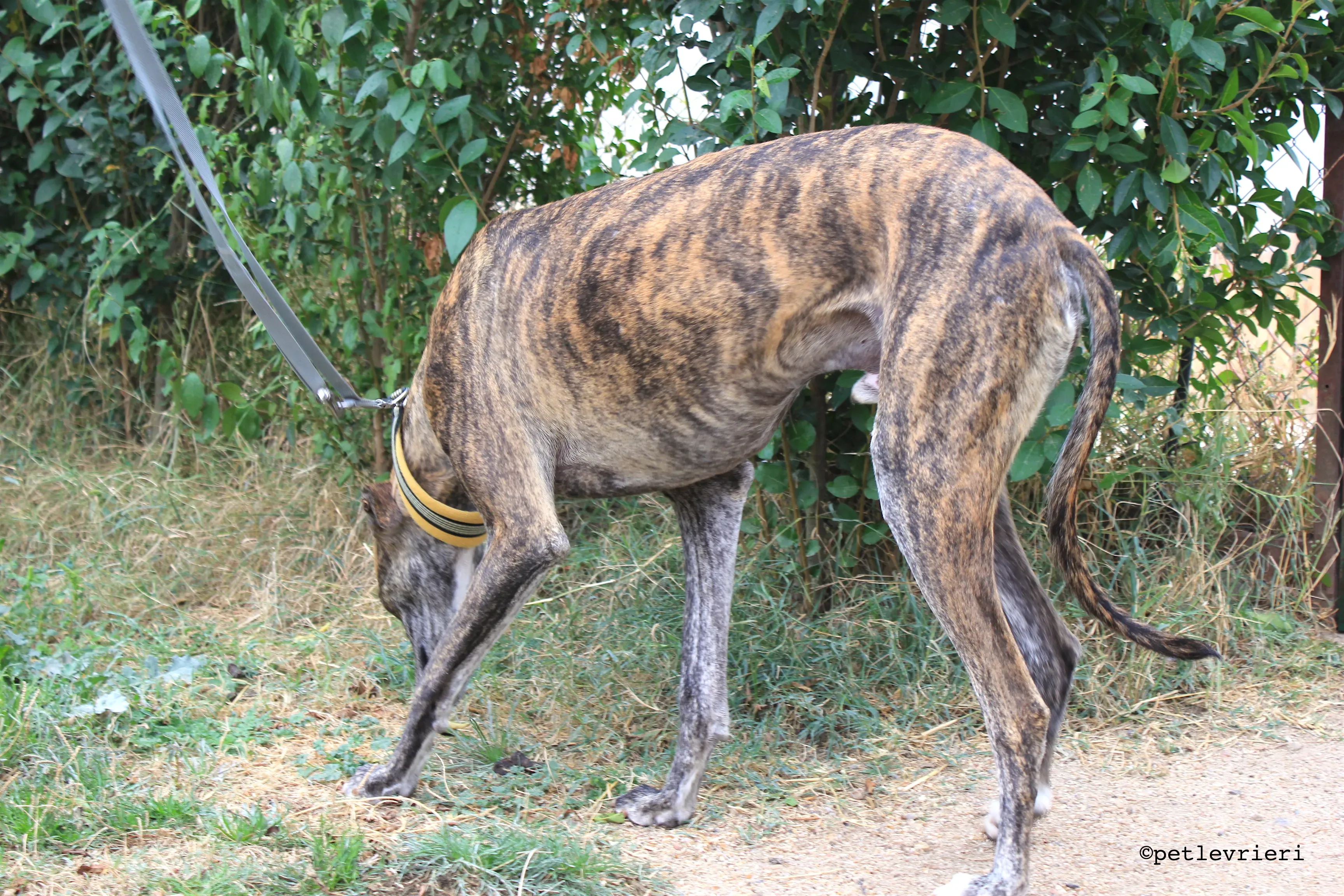 gallo adozione levrieri galgo 7