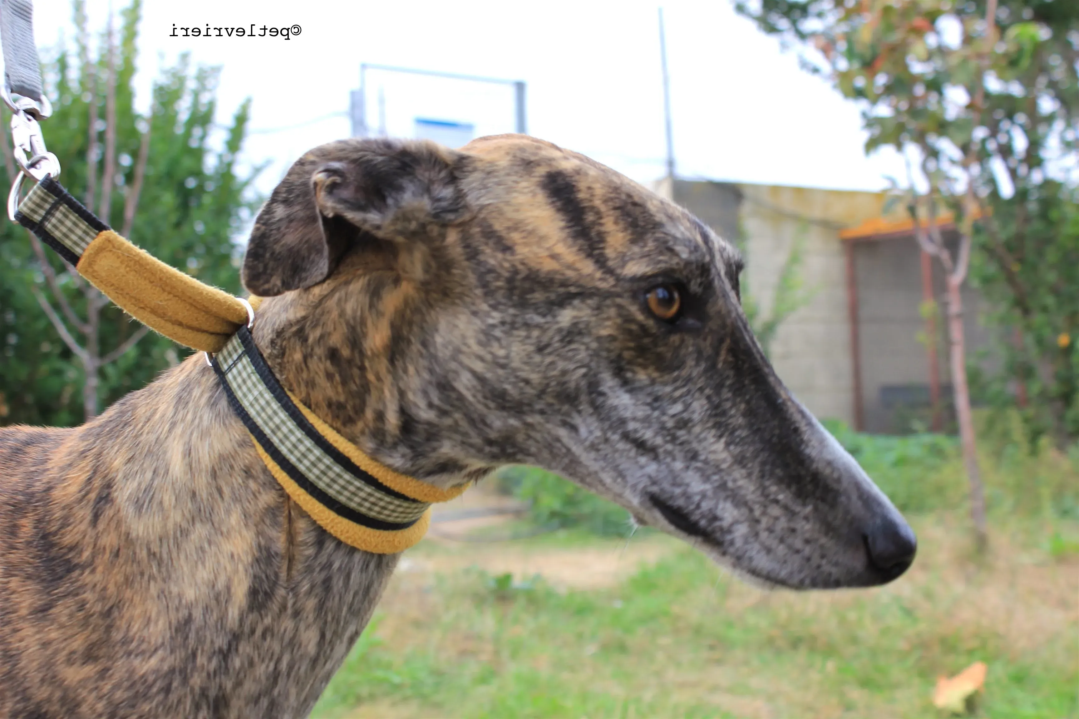 gallo adozione levrieri galgo 8 e1542042104634