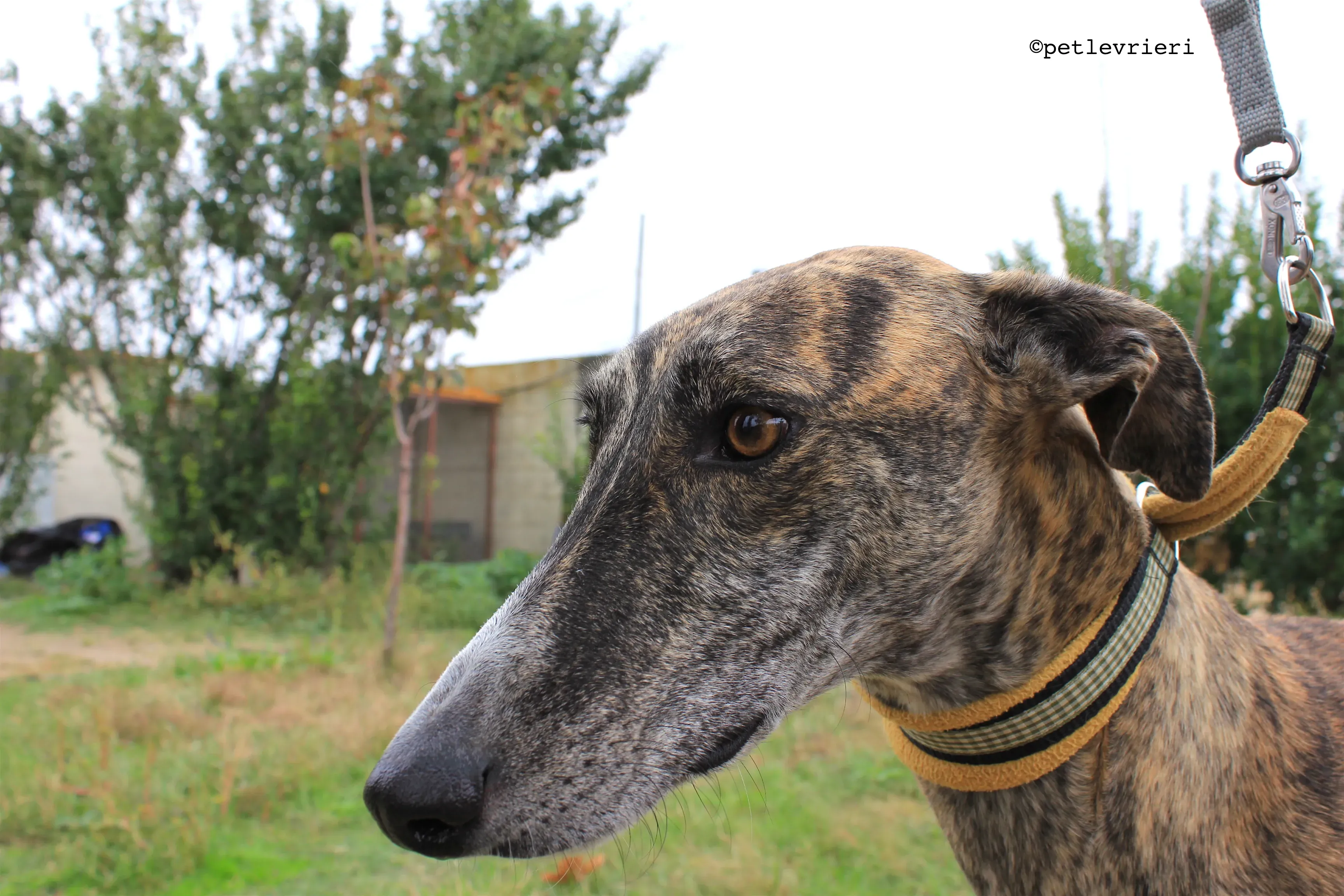 gallo adozione levrieri galgo 9