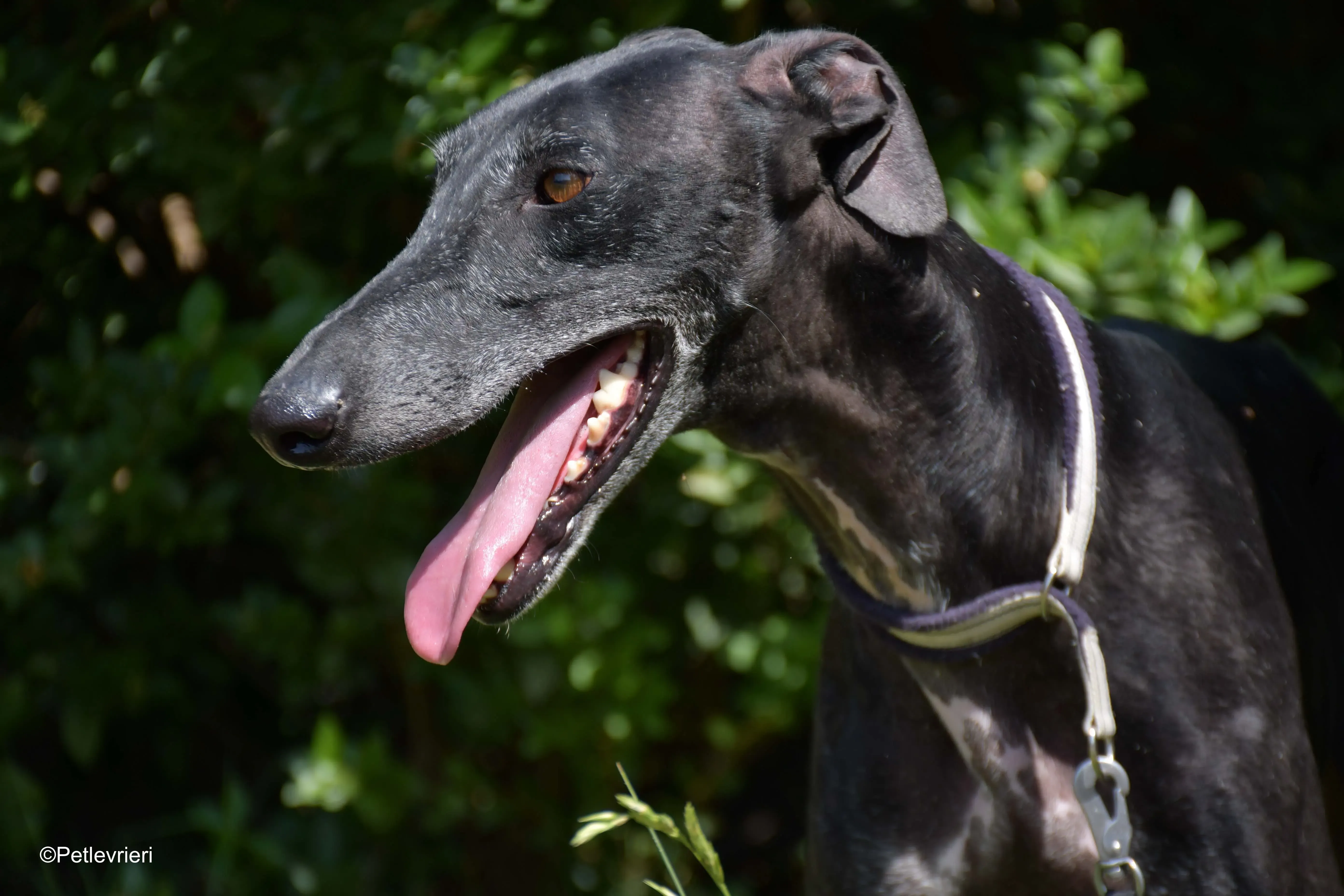 garret adozione levrieri galgo 1