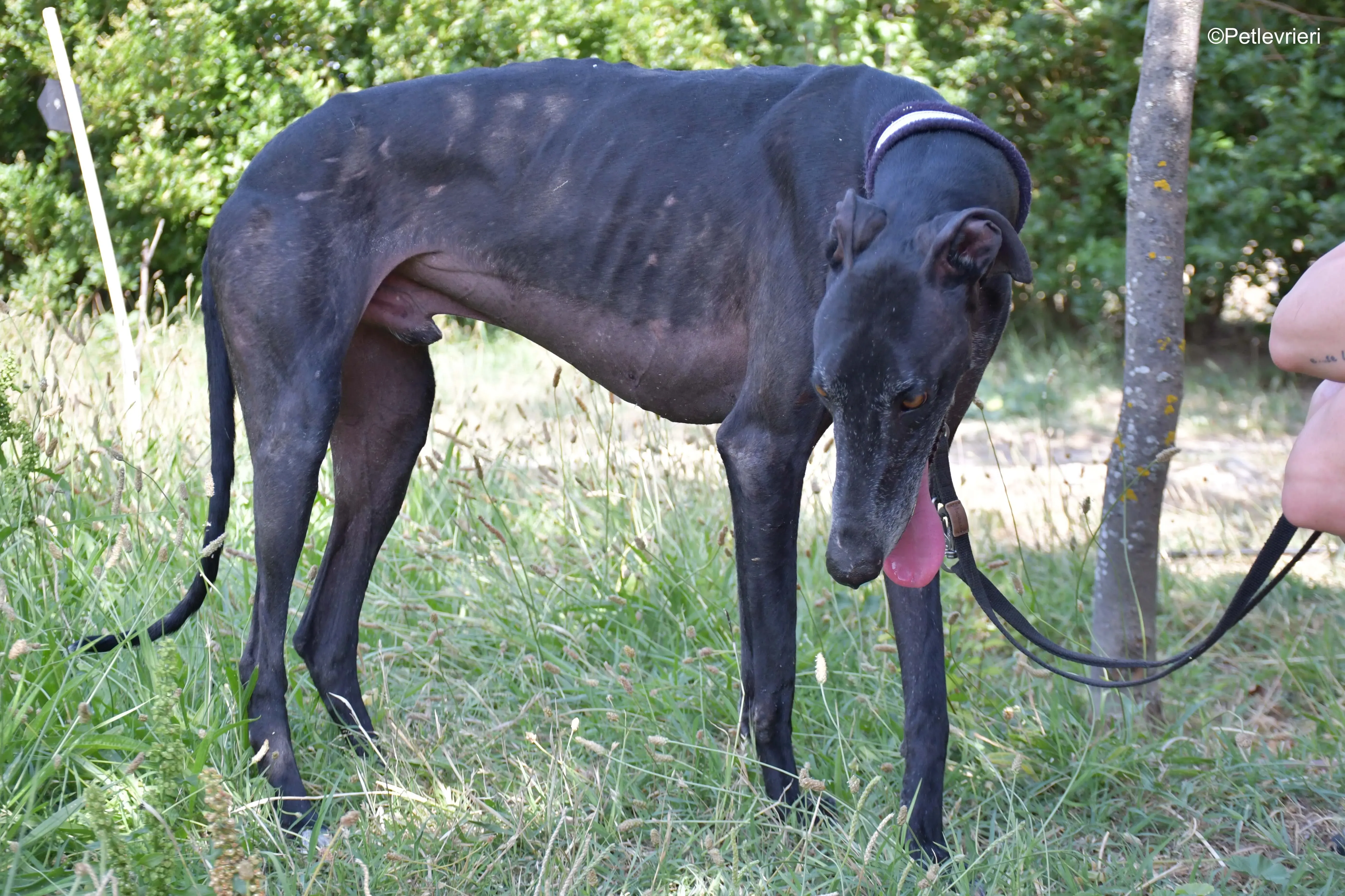 garret adozione levrieri galgo 10