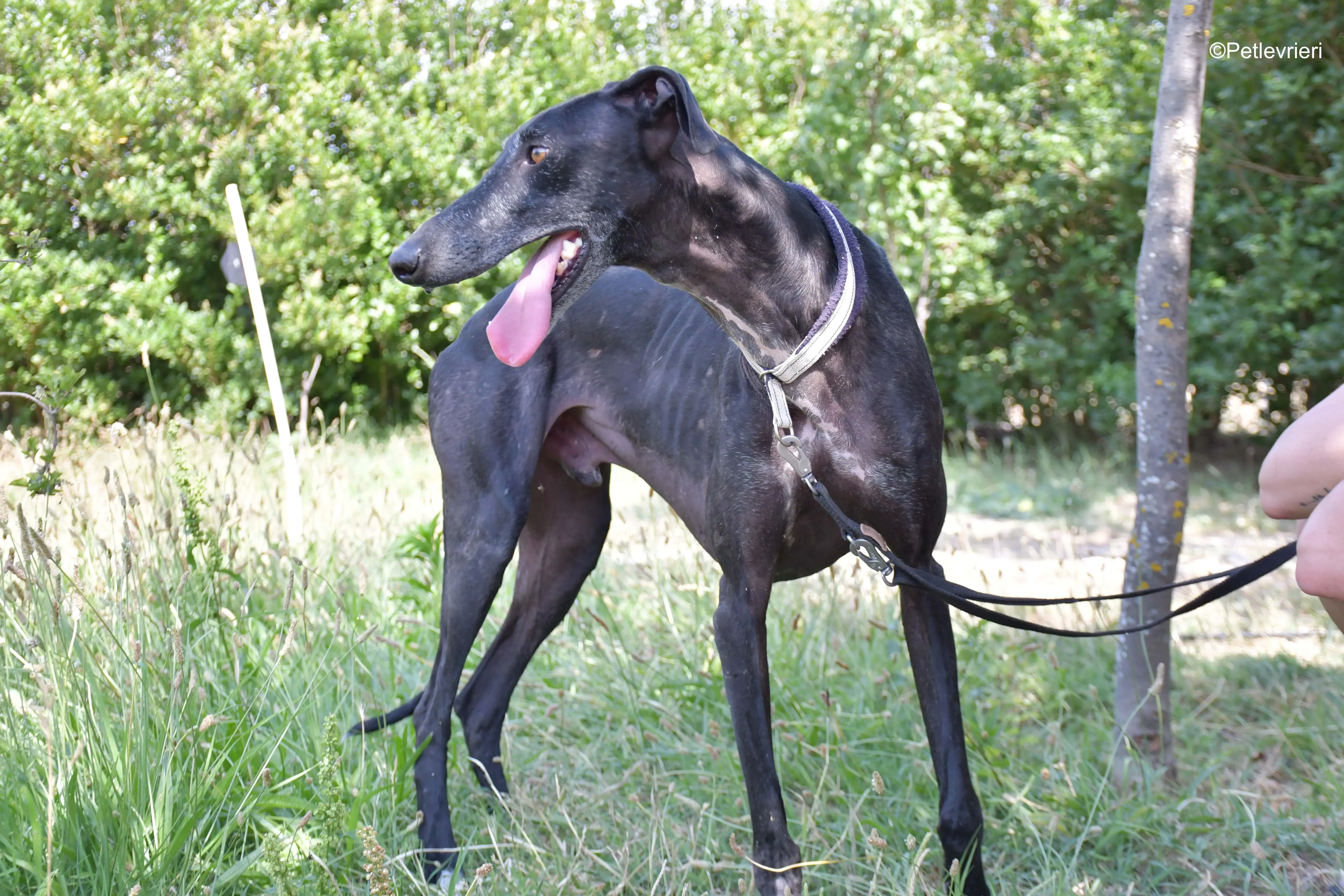 garret adozione levrieri galgo 11