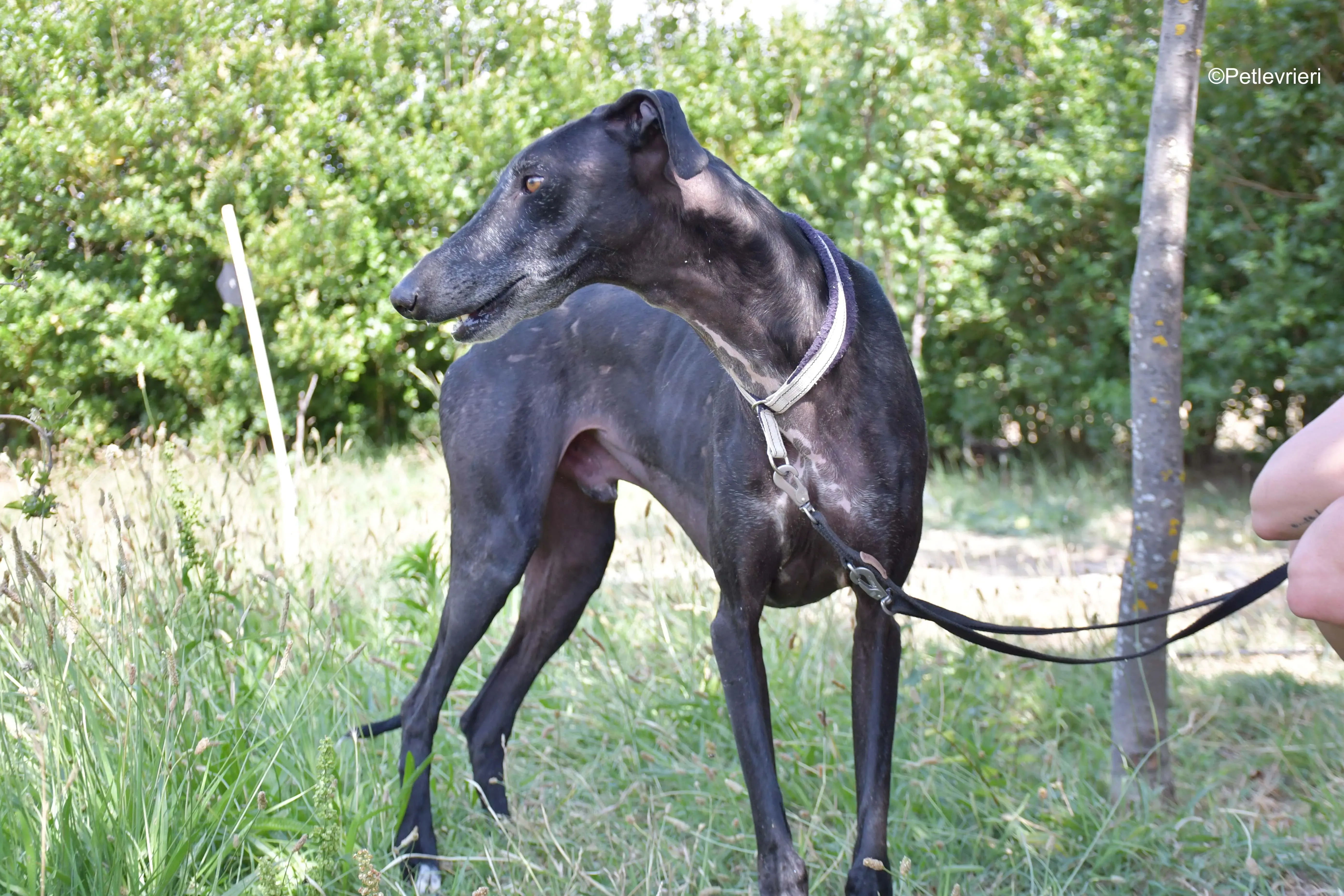 garret adozione levrieri galgo 12