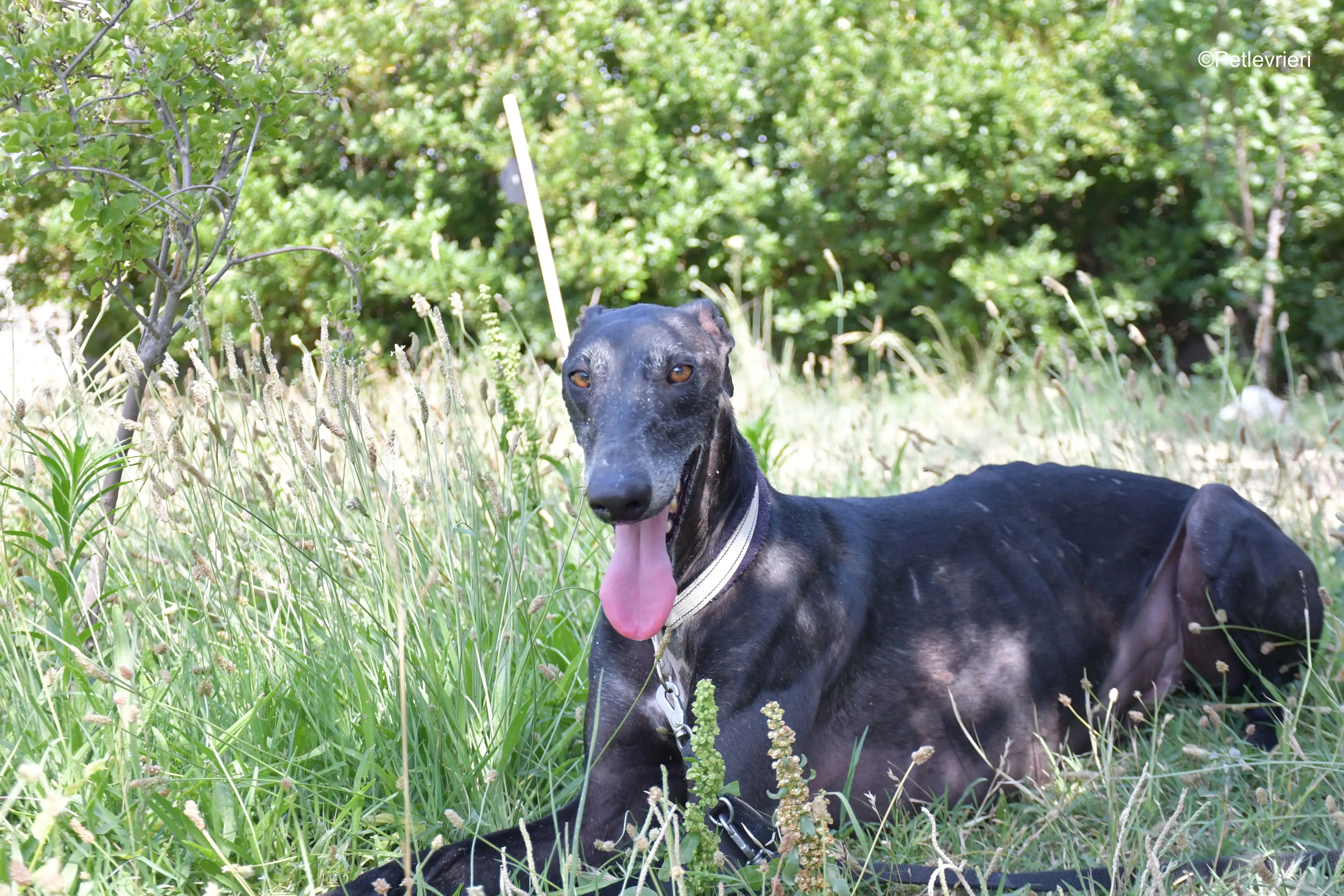 garret adozione levrieri galgo 13