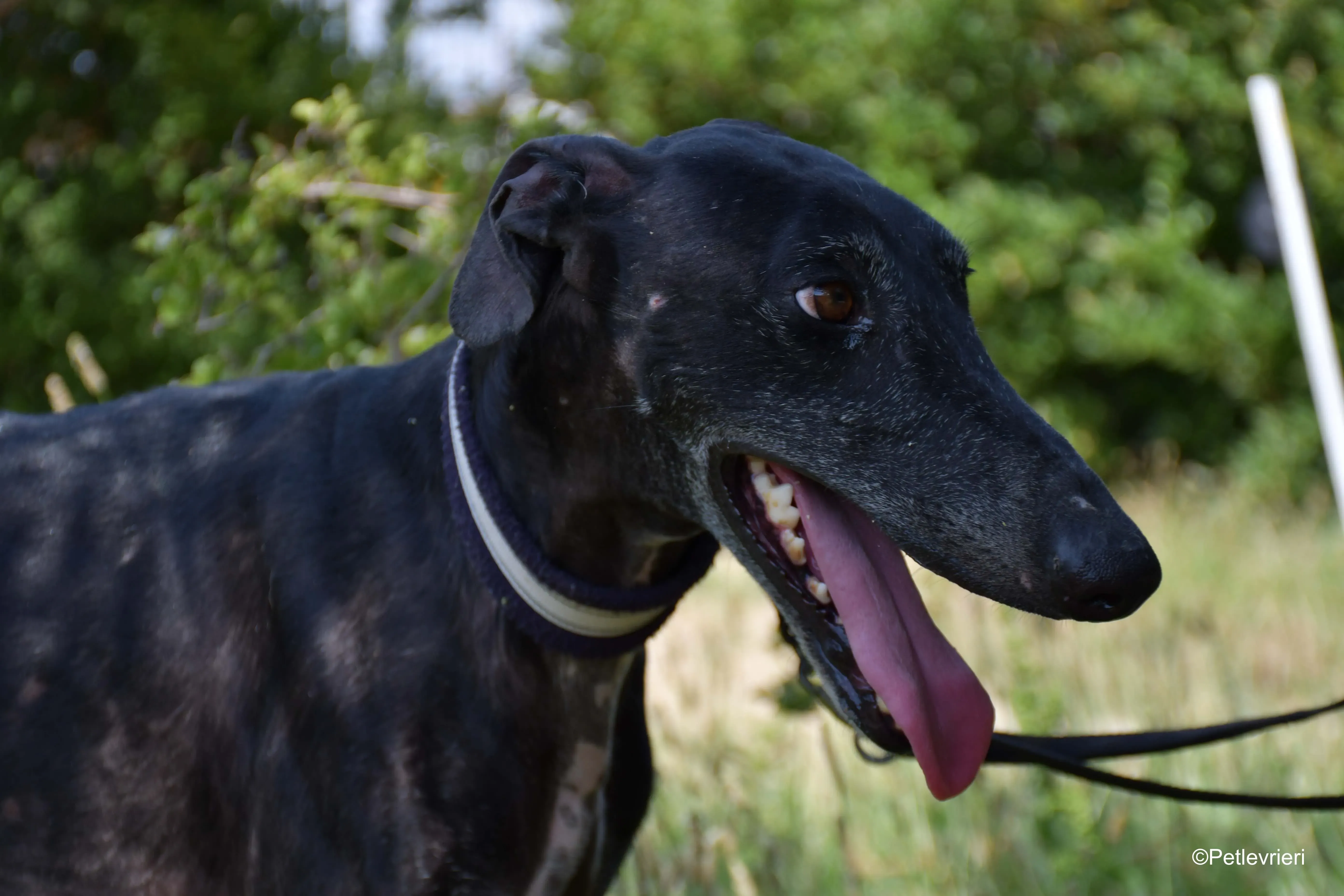 garret adozione levrieri galgo 2