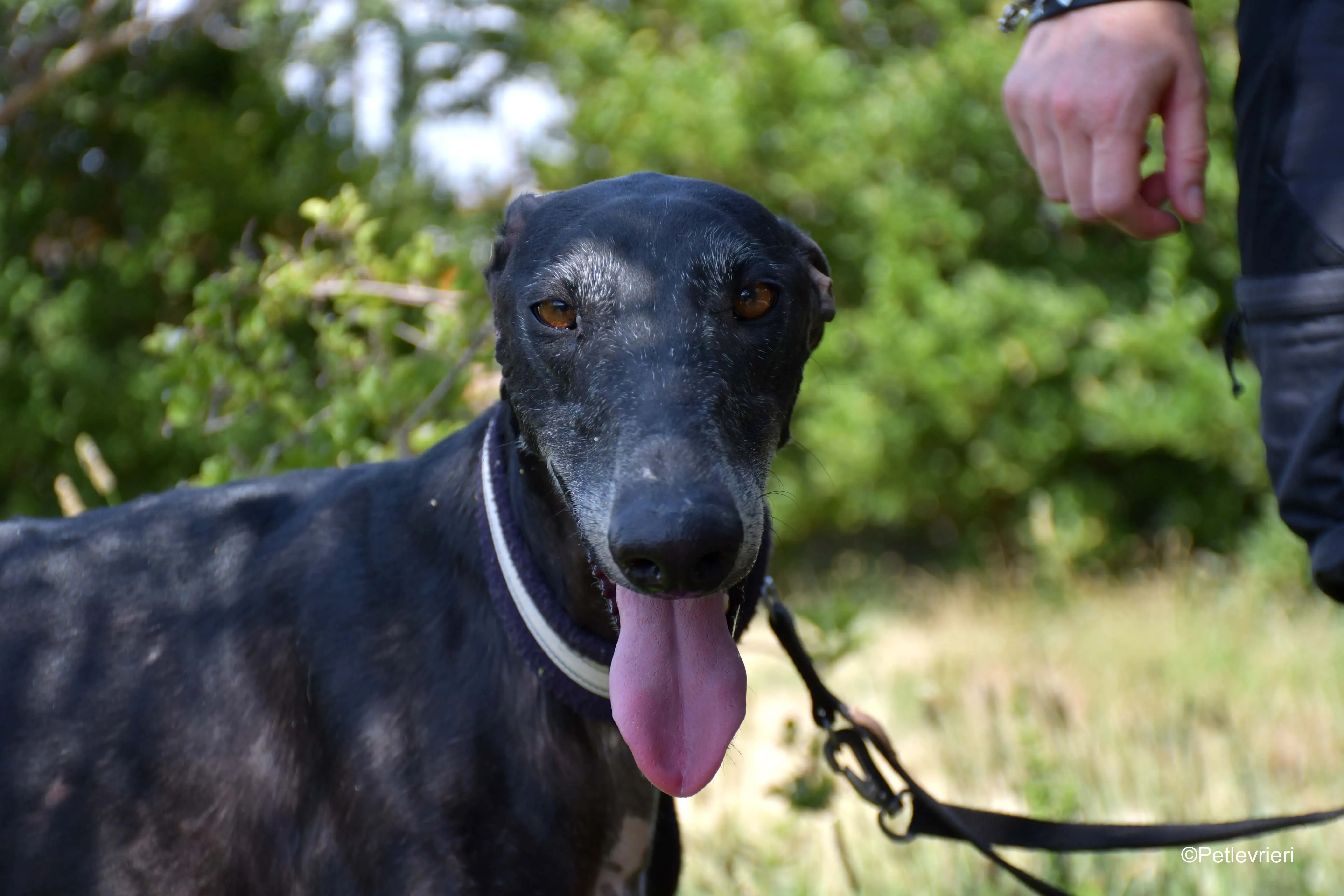 garret adozione levrieri galgo 3