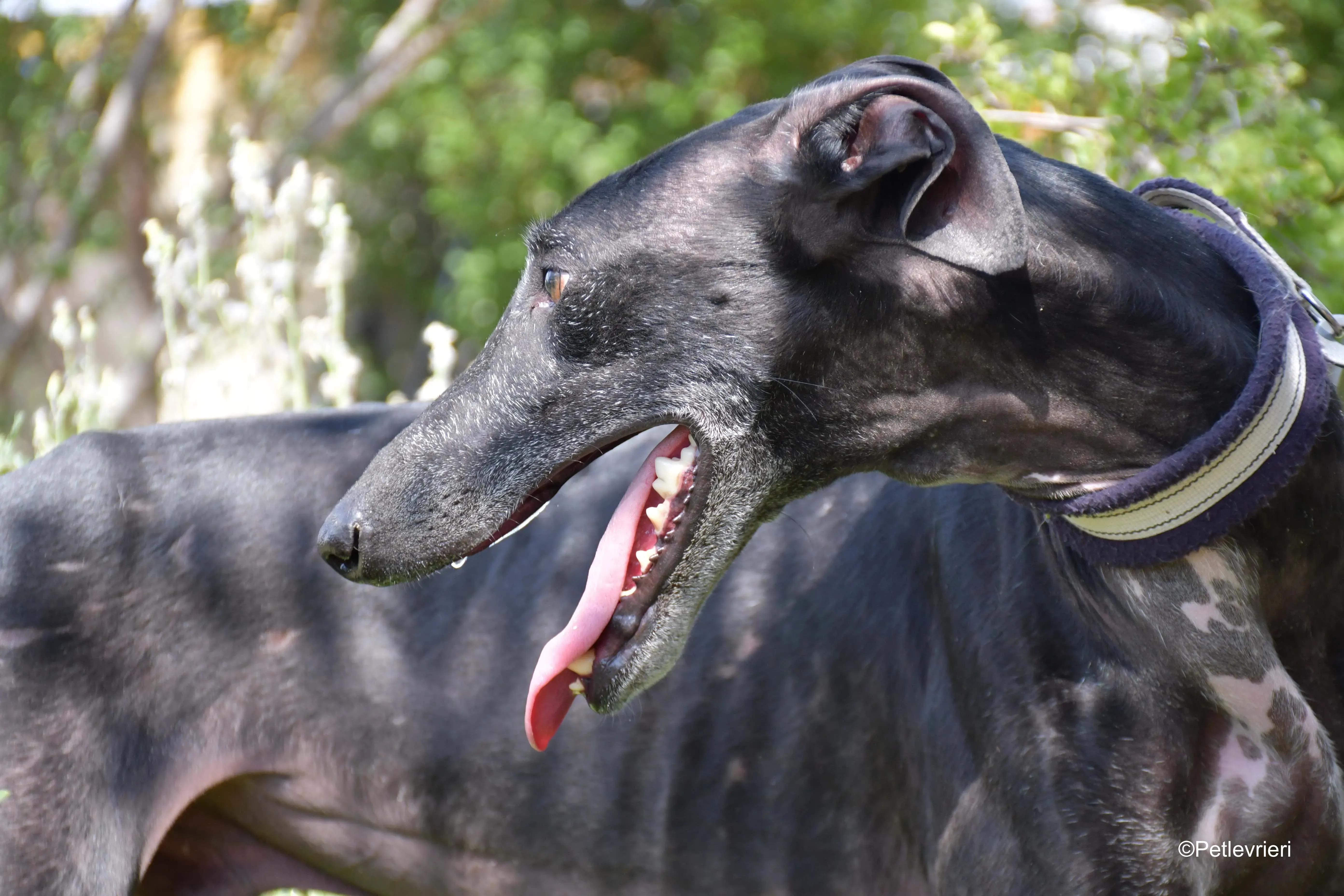 garret adozione levrieri galgo 4