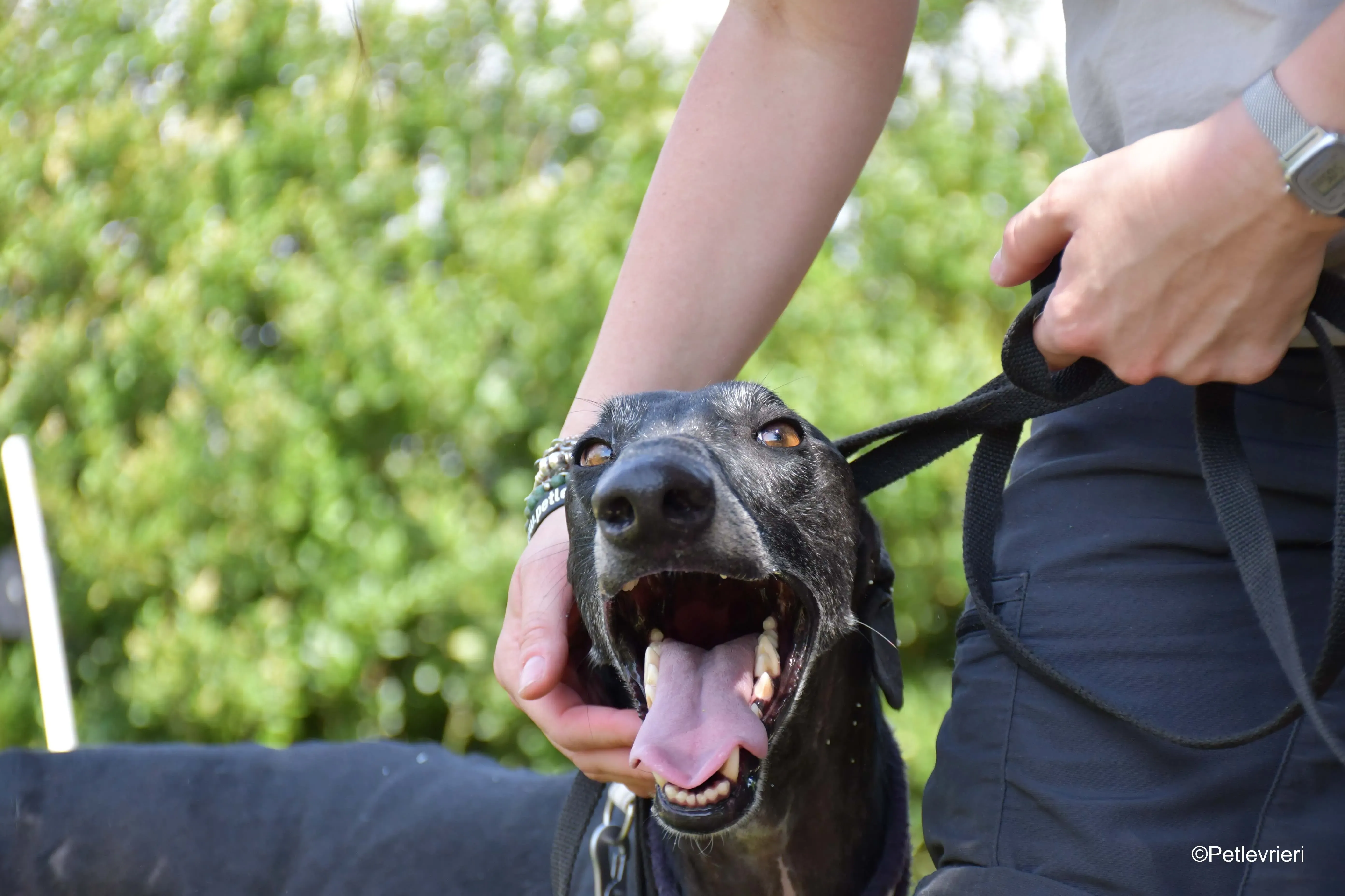 garret adozione levrieri galgo 5