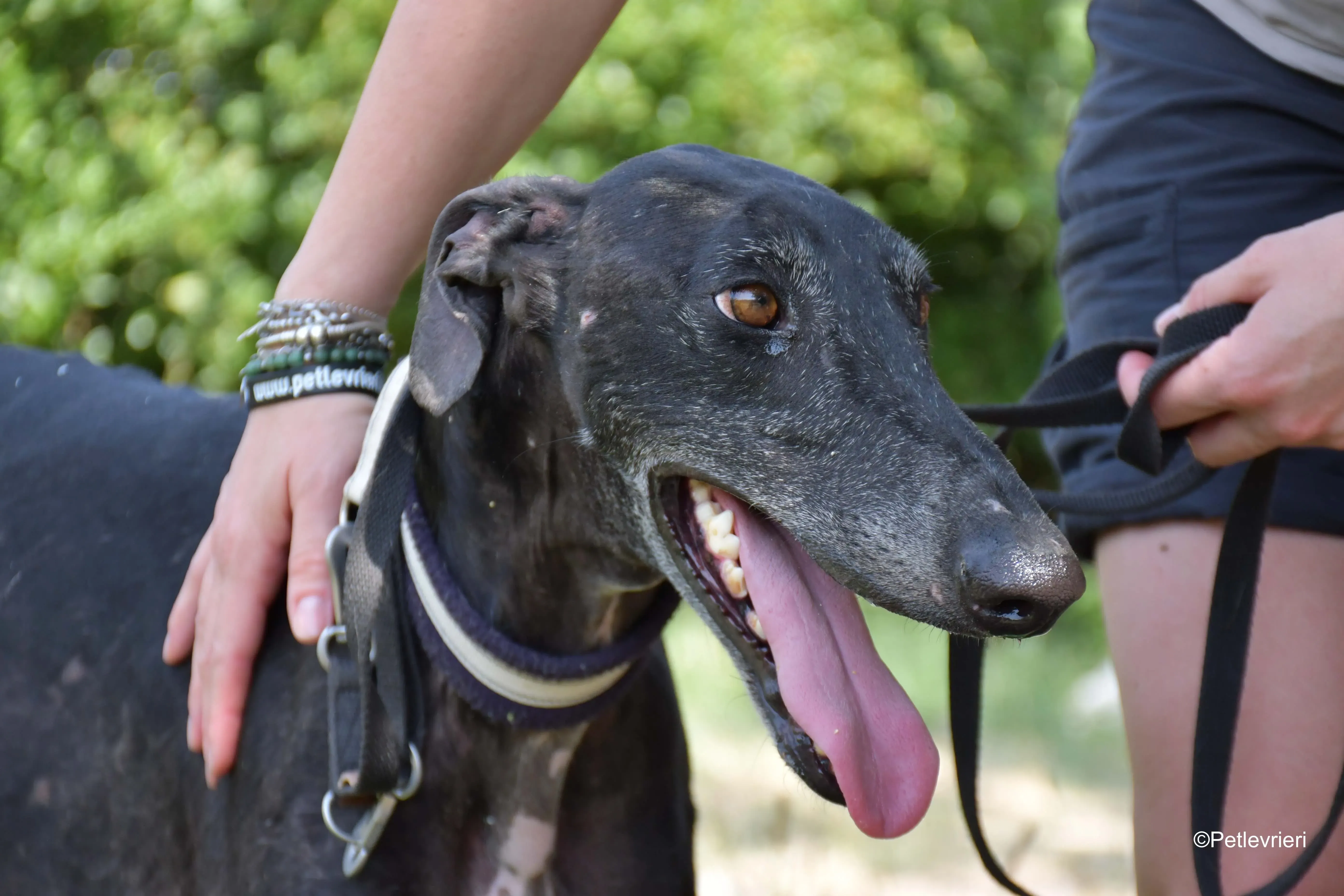 garret adozione levrieri galgo 6