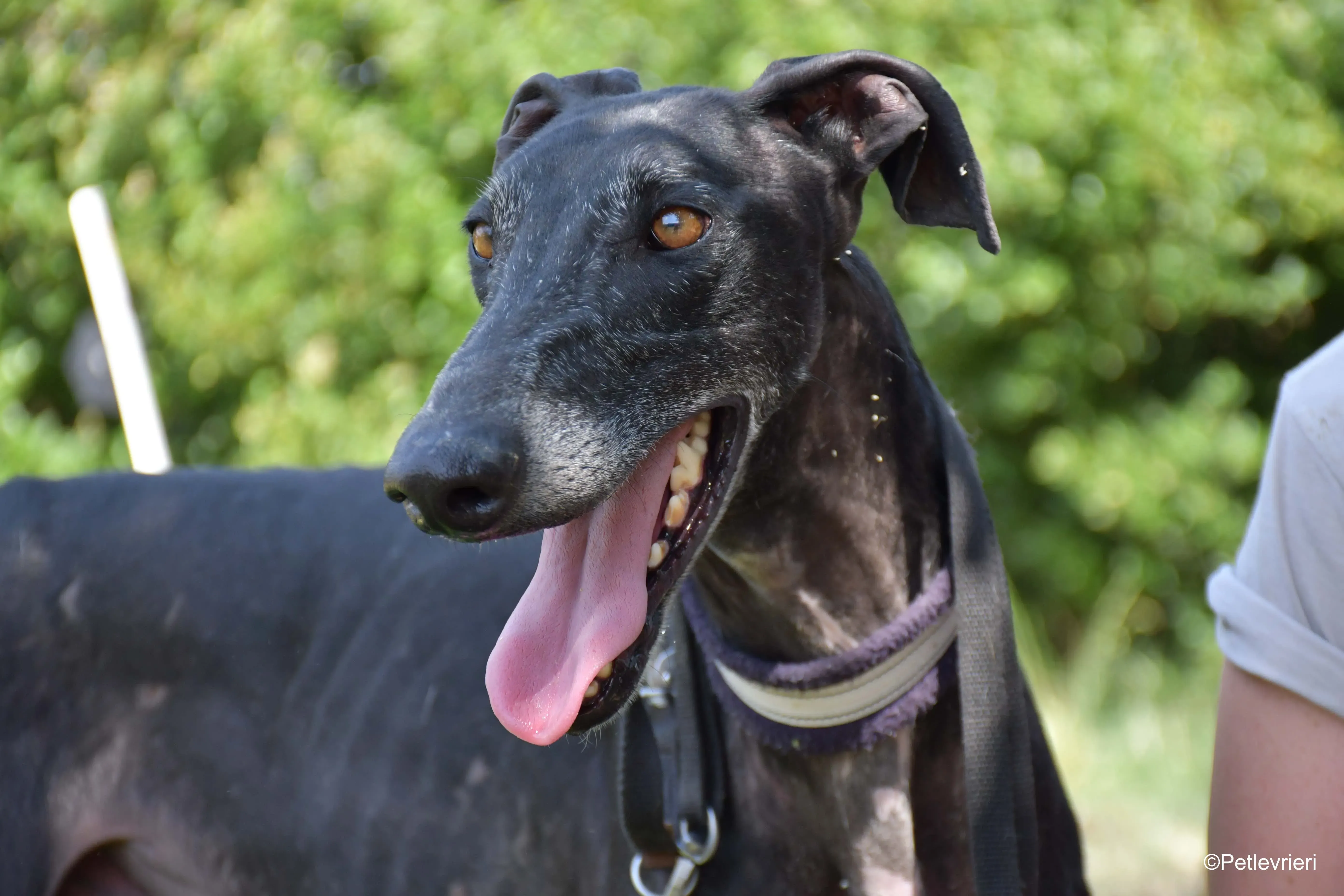 garret adozione levrieri galgo 7