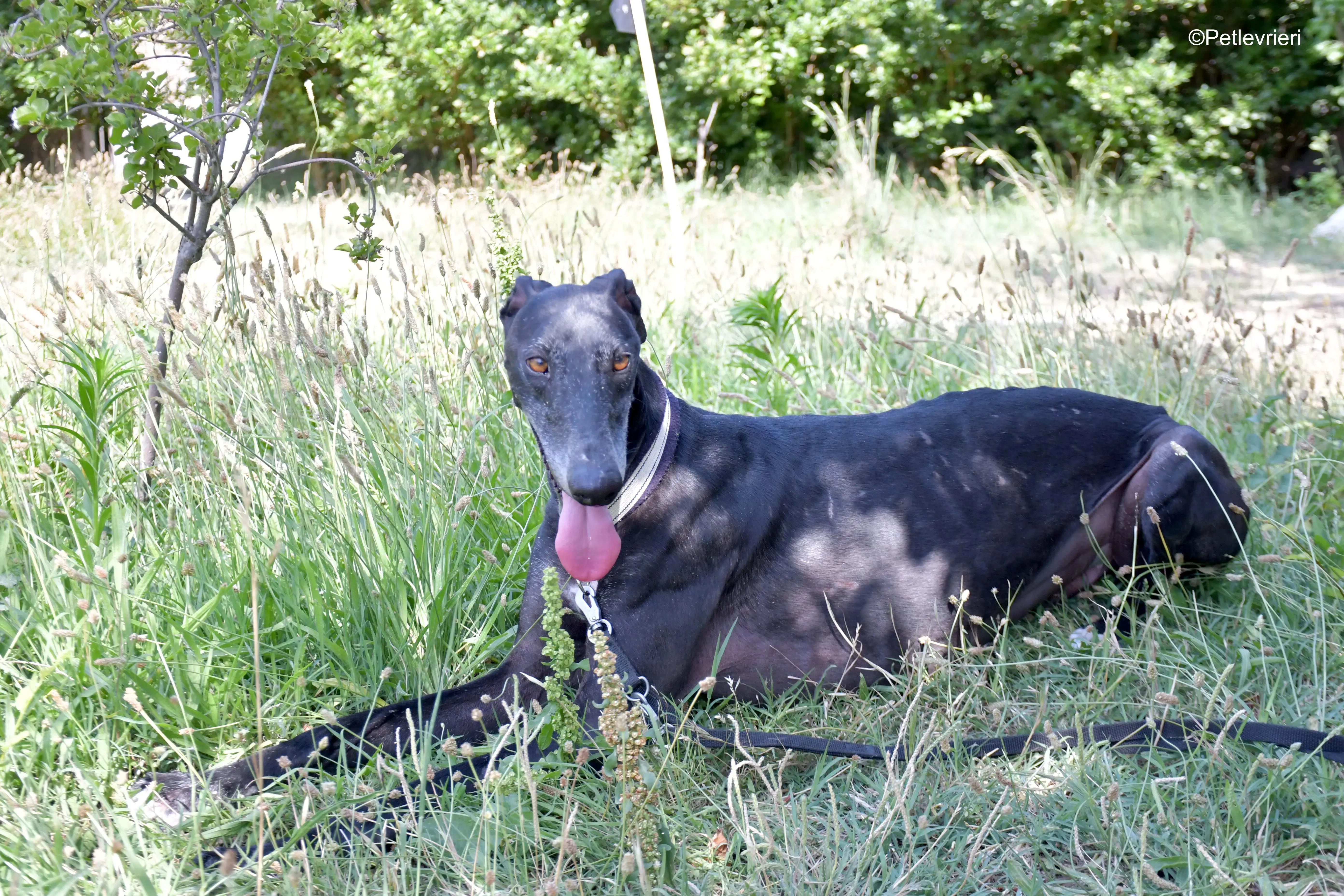 garret adozione levrieri galgo 8