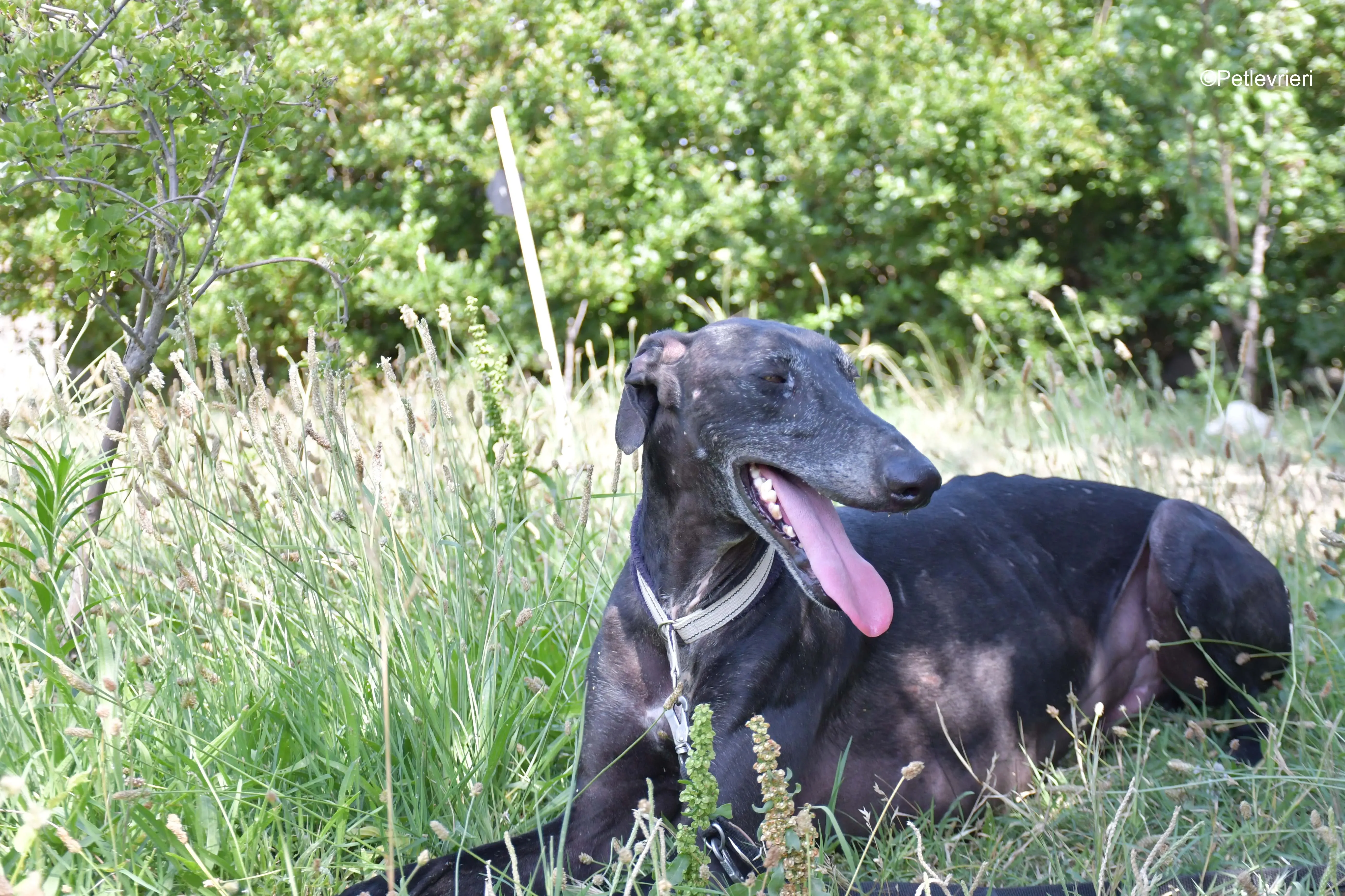 garret adozione levrieri galgo 9