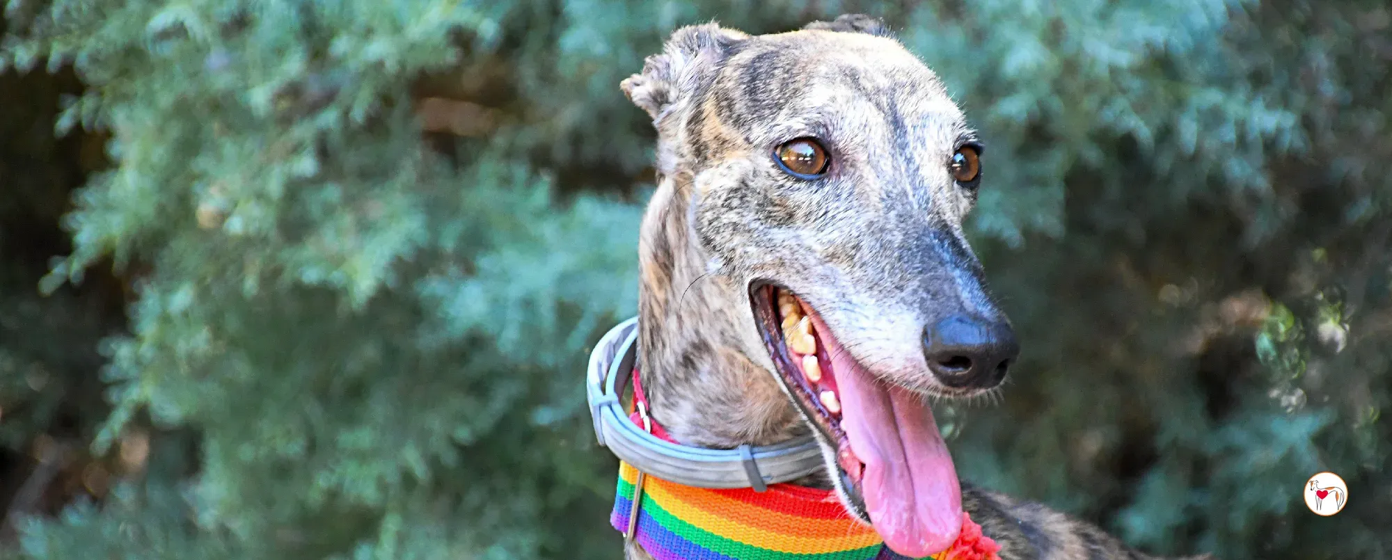 gauri galgo adozione 00 nuova copertina b