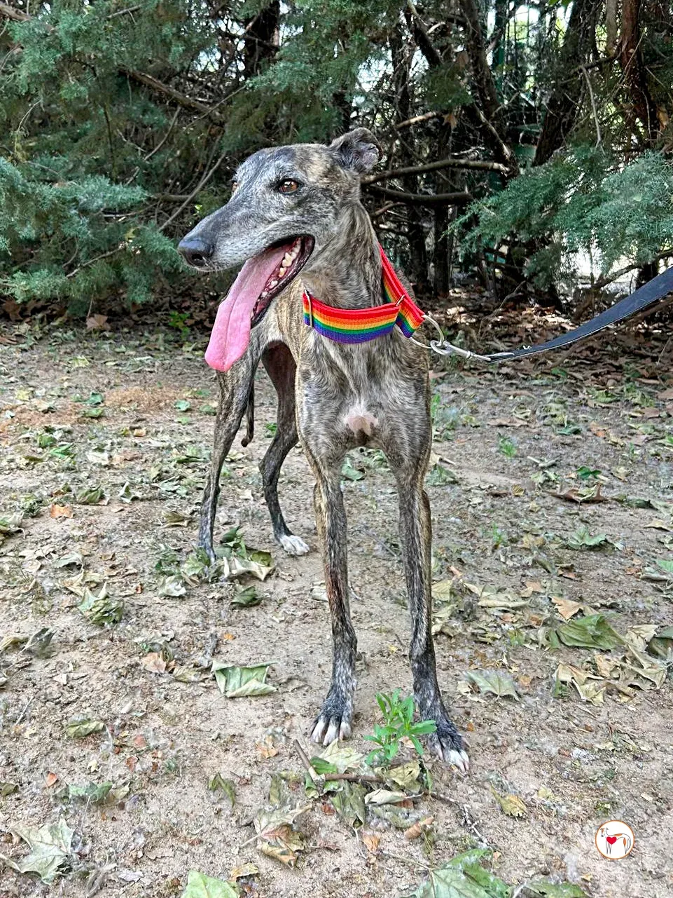 gauri galgo adozione 01