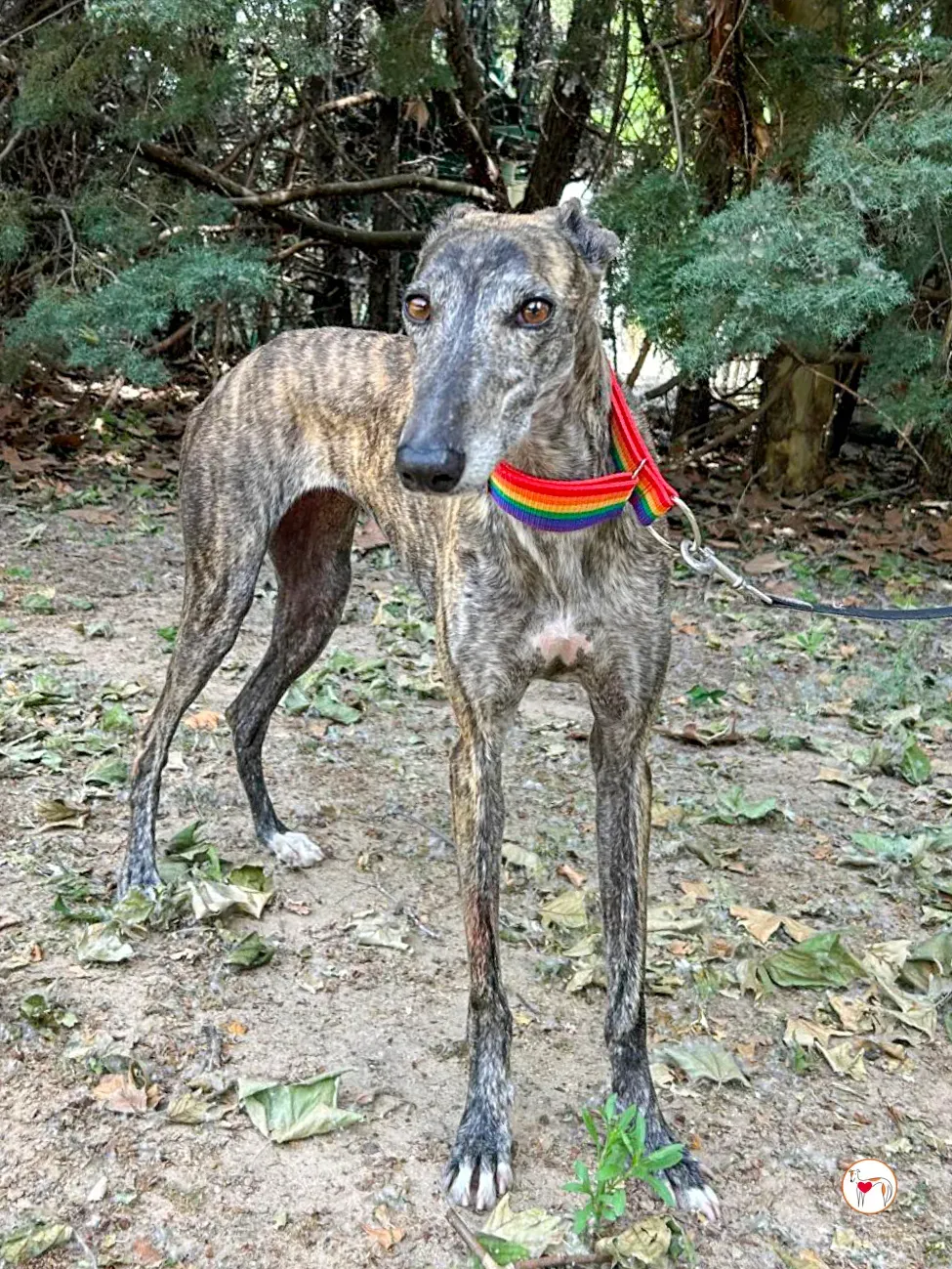 gauri galgo adozione 02