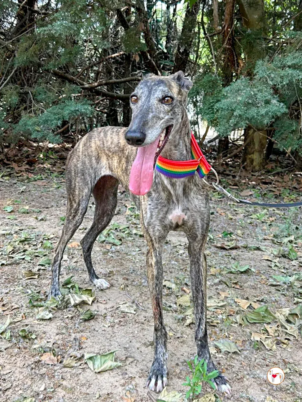 gauri galgo adozione 03