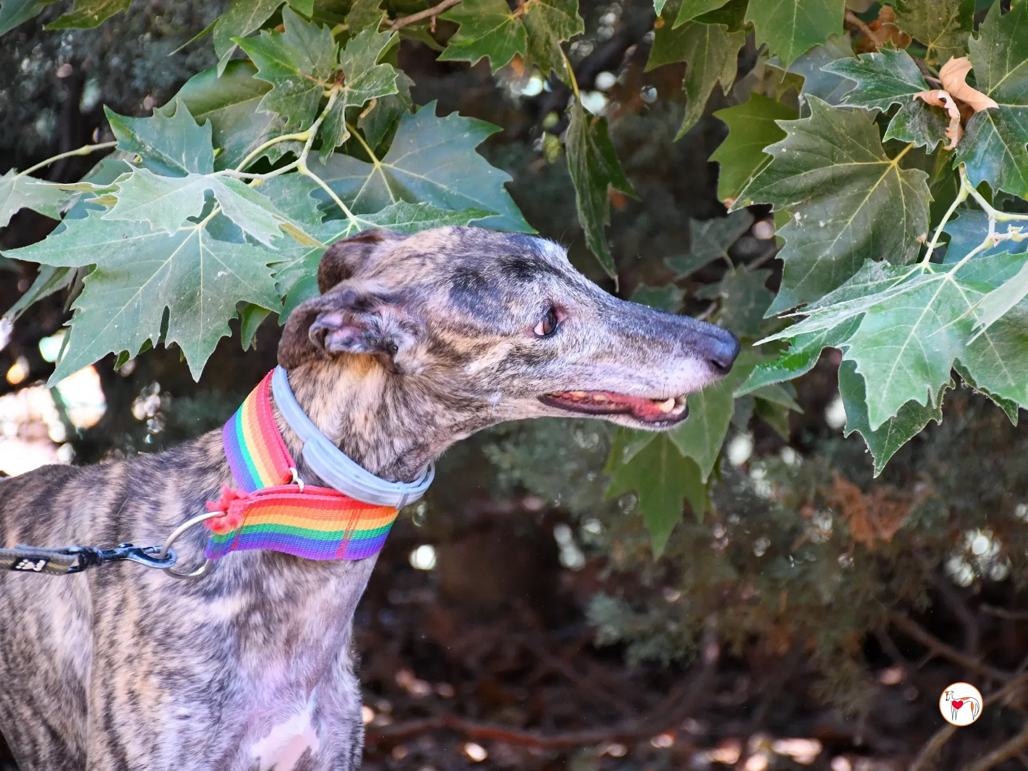 gauri galgo adozione 04