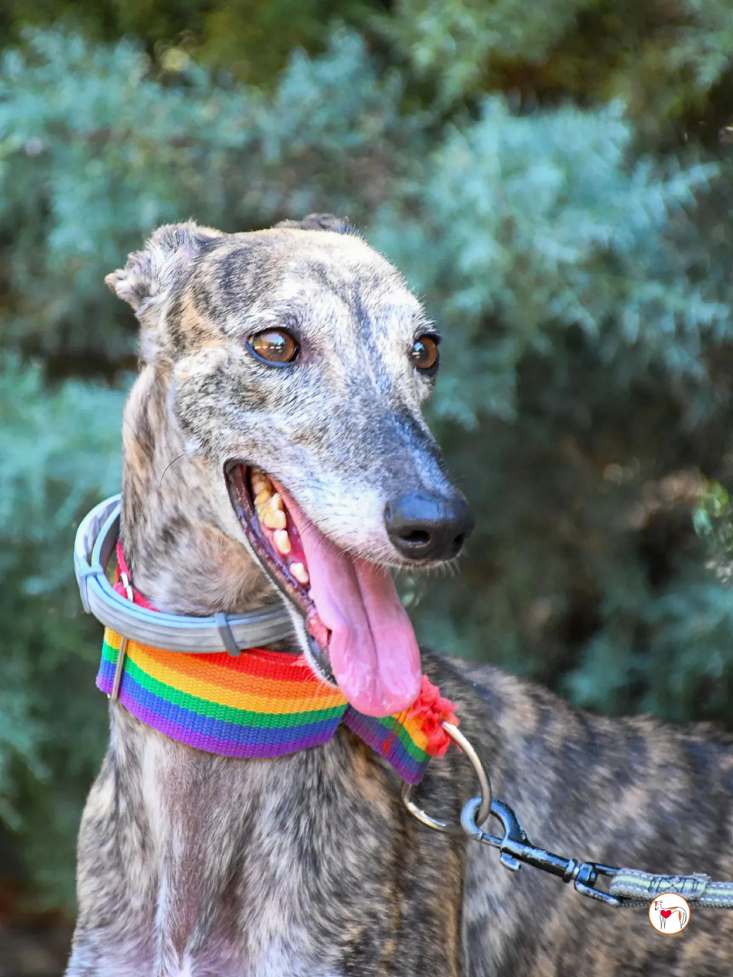 gauri galgo adozione 06