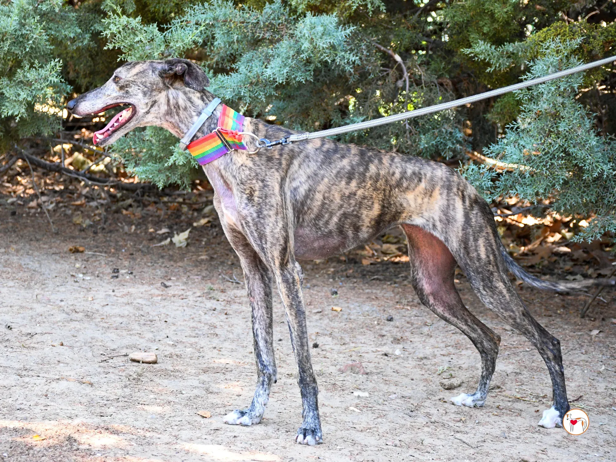 gauri galgo adozione 07