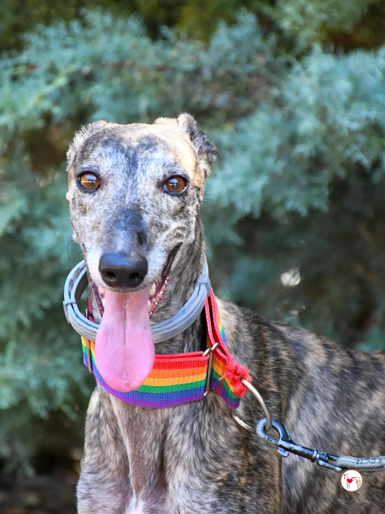 gauri galgo adozione 08