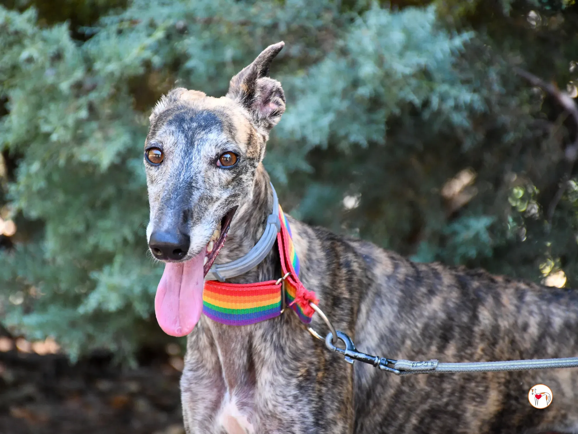 gauri galgo adozione 09