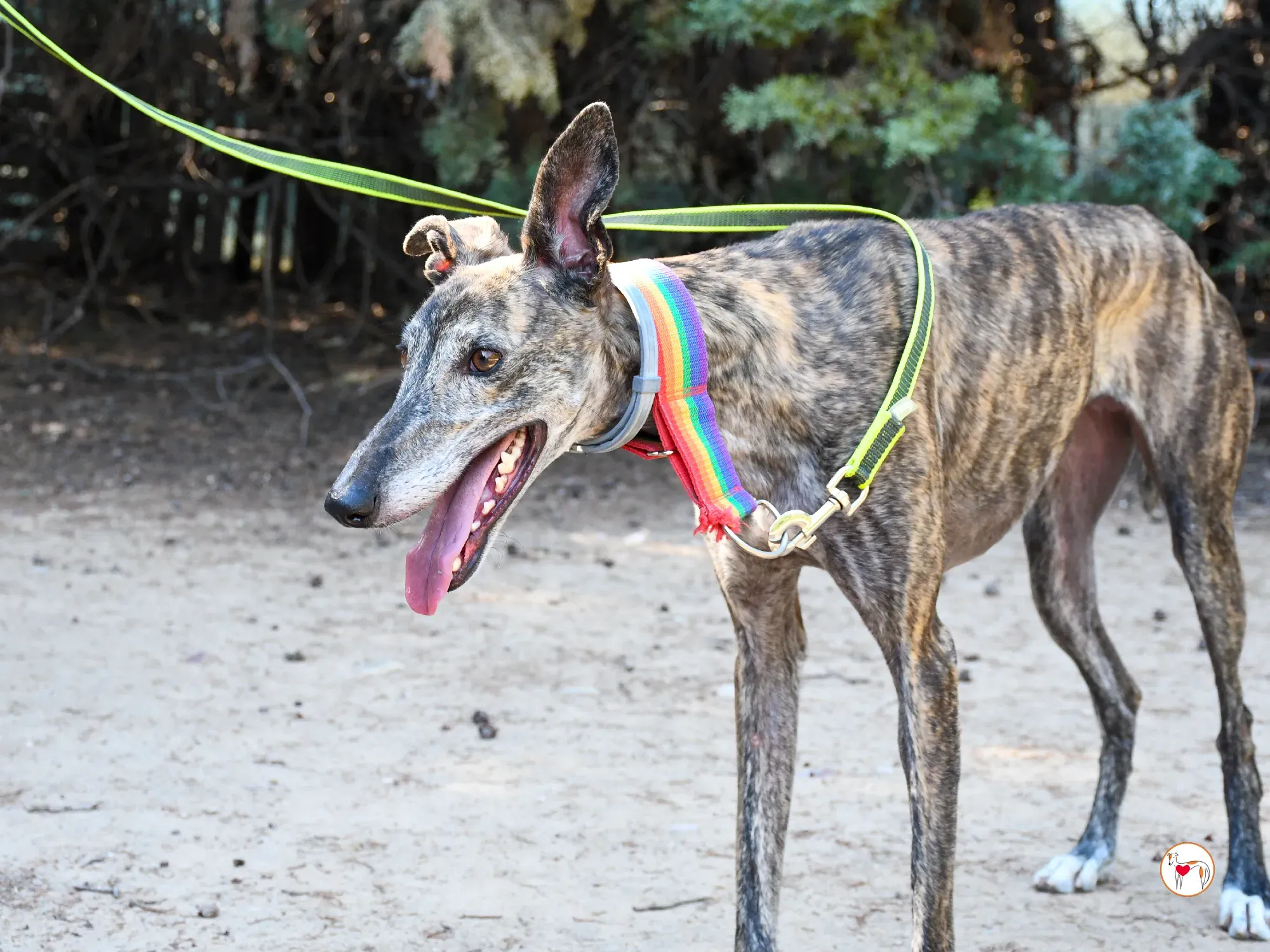 gauri galgo adozione 10