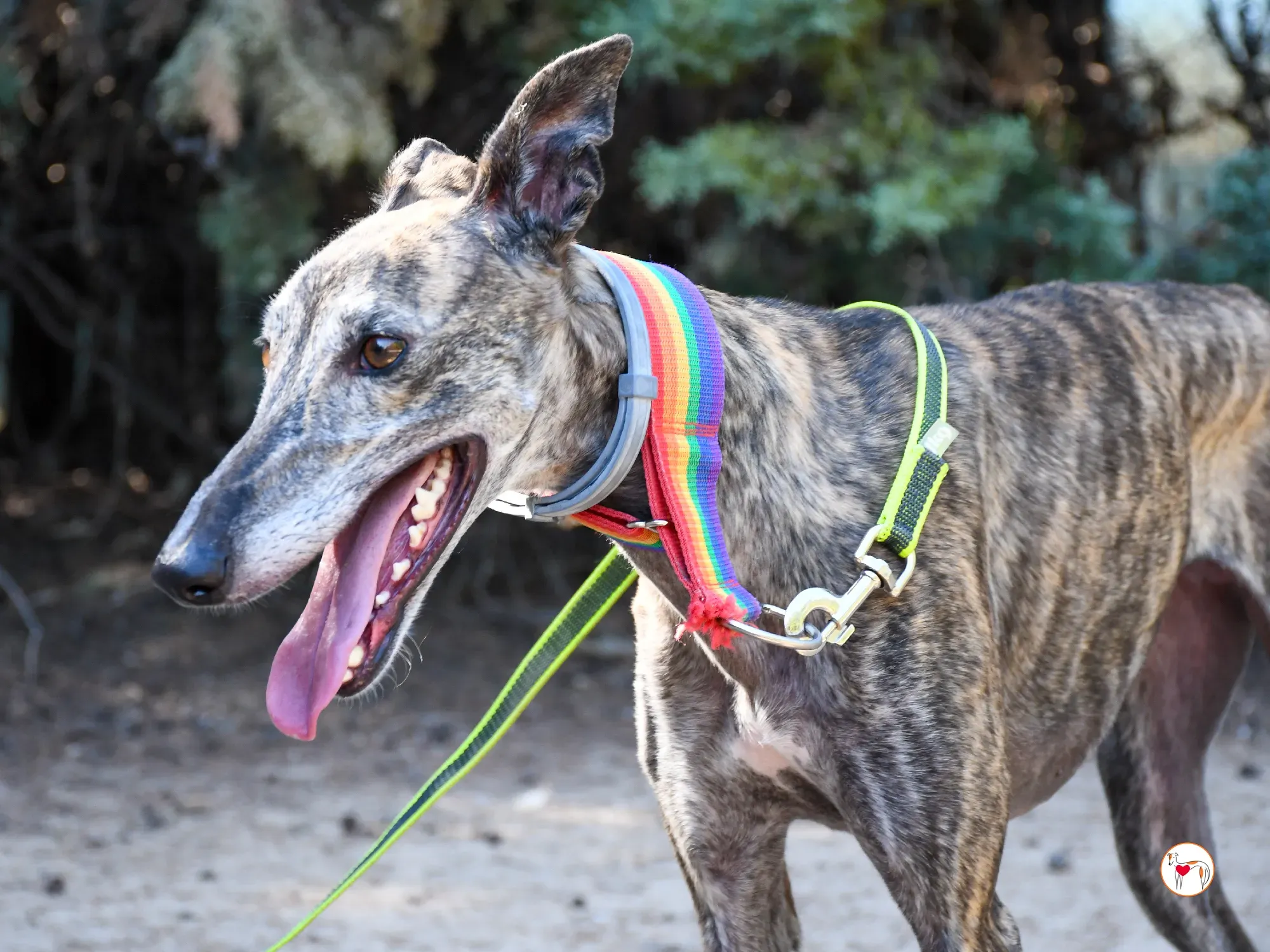 gauri galgo adozione 11