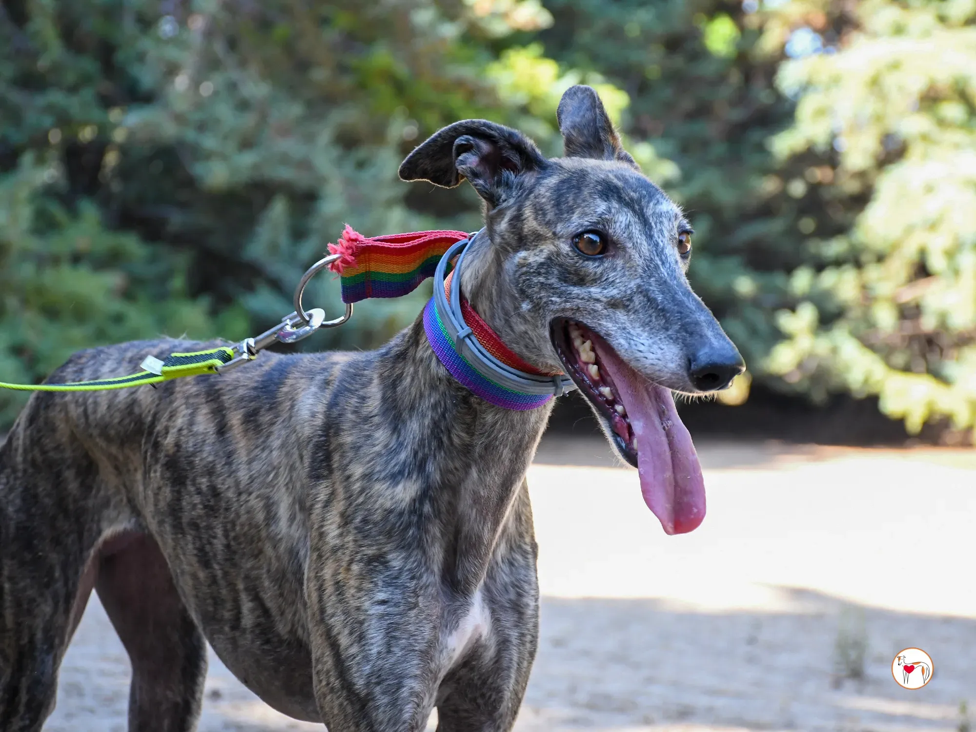 gauri galgo adozione 12