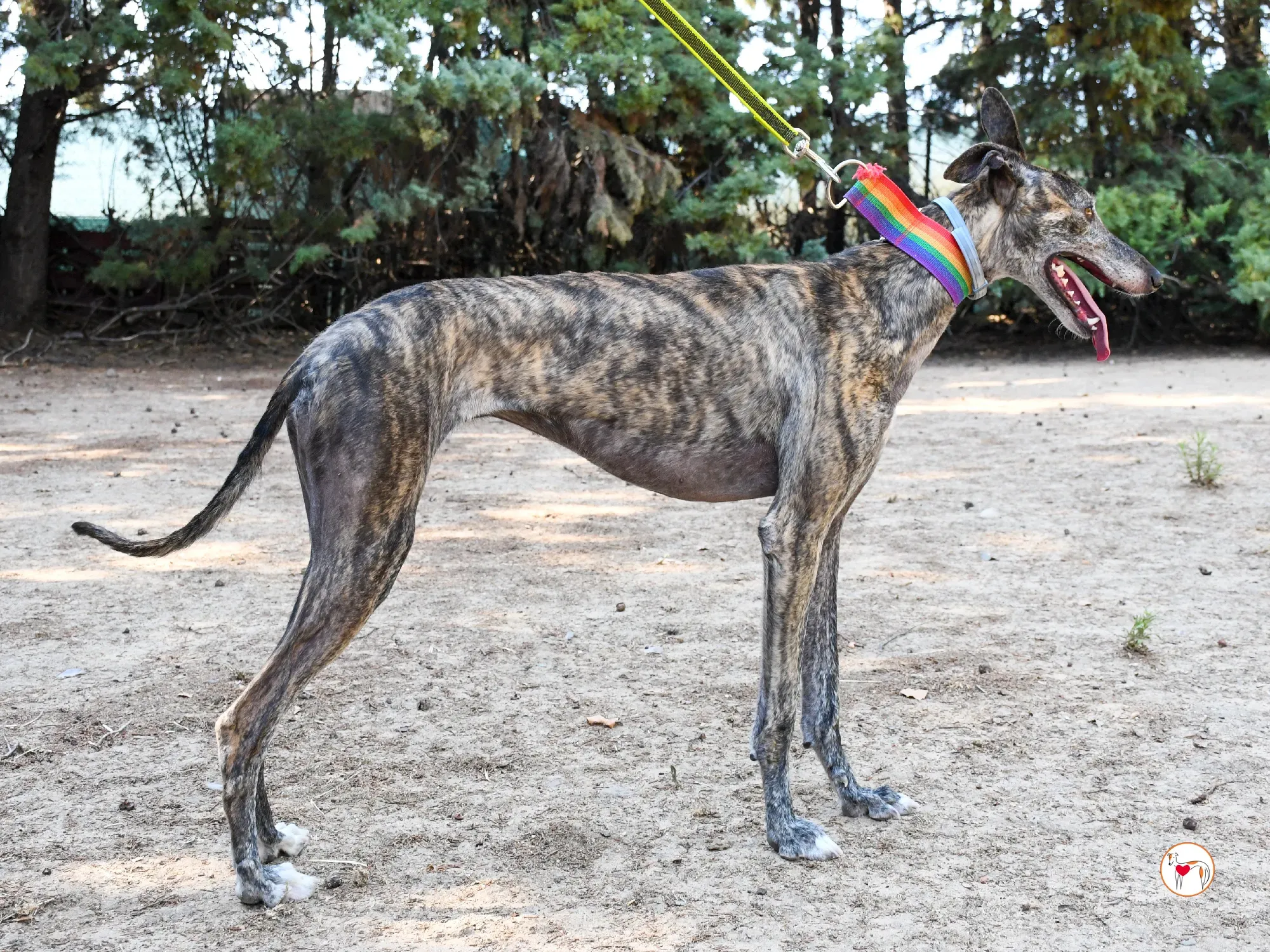 gauri galgo adozione 13