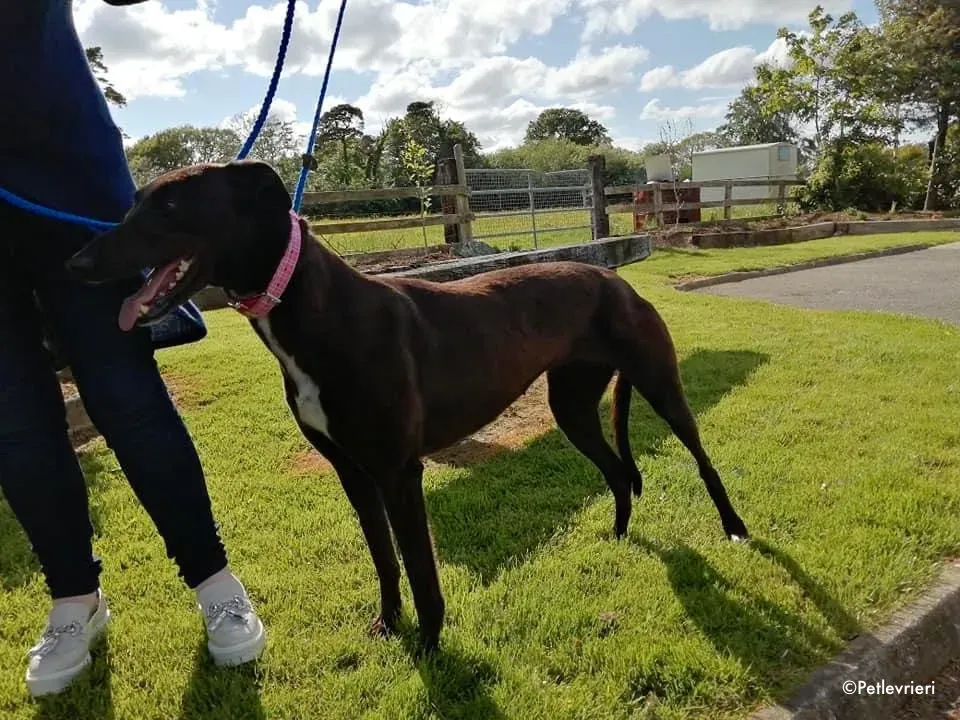 gem adozione levrieri greyhound 1