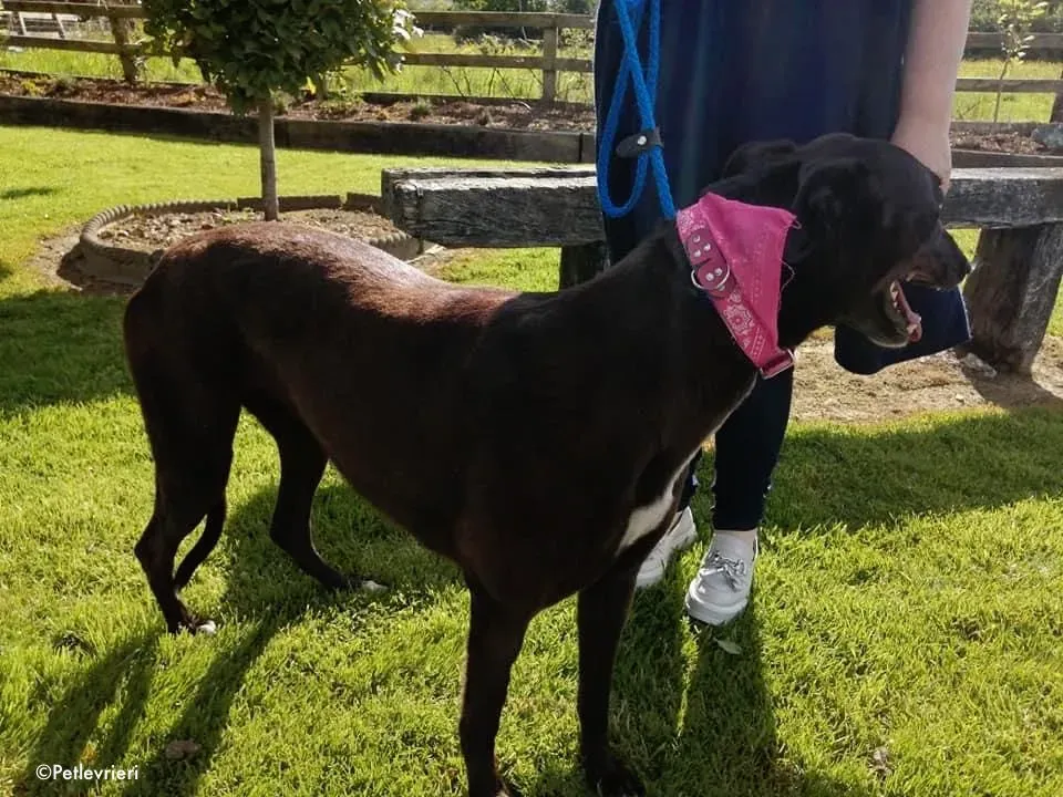 gem adozione levrieri greyhound 10