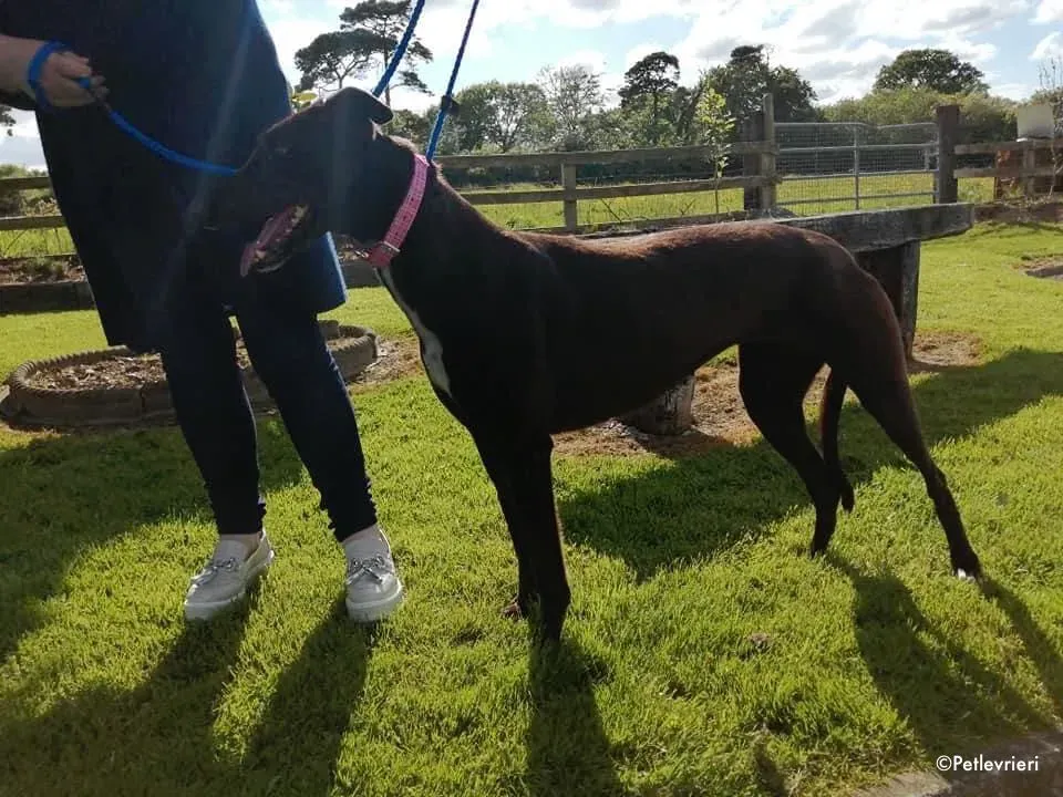 gem adozione levrieri greyhound 2