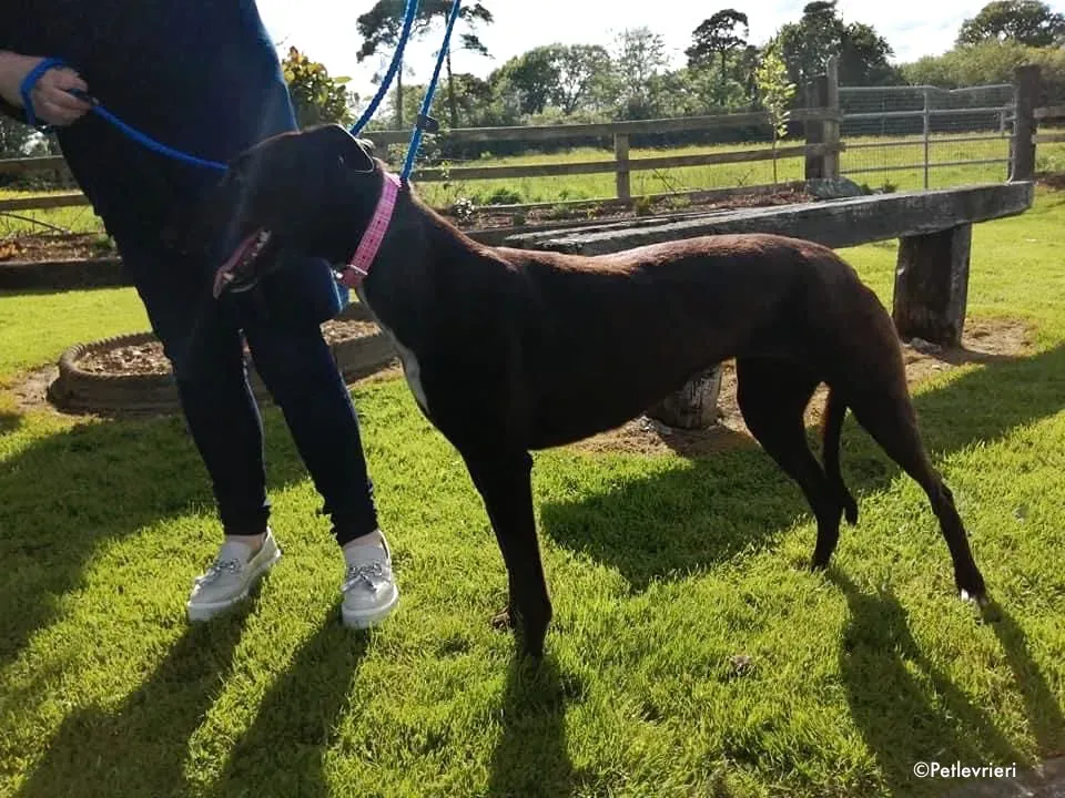 gem adozione levrieri greyhound 3