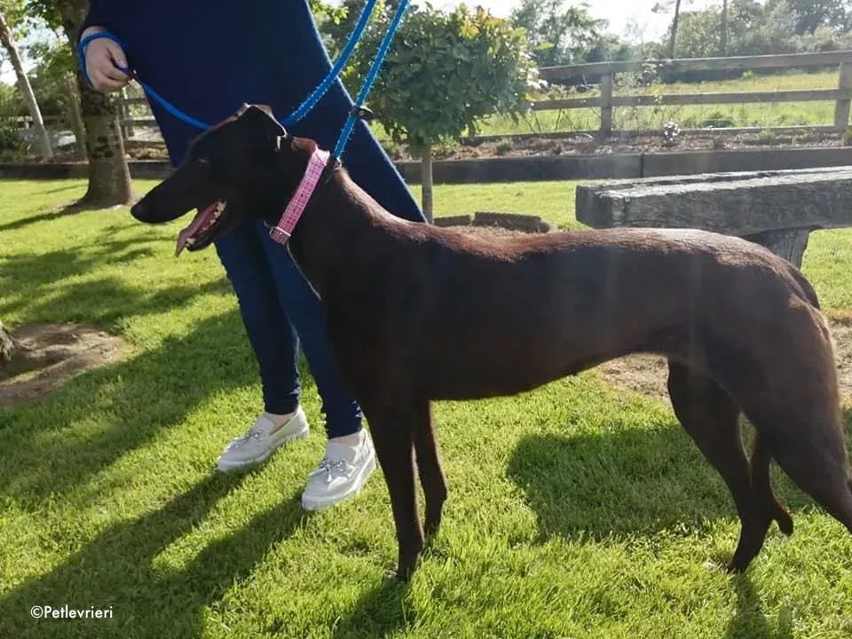 gem adozione levrieri greyhound 4