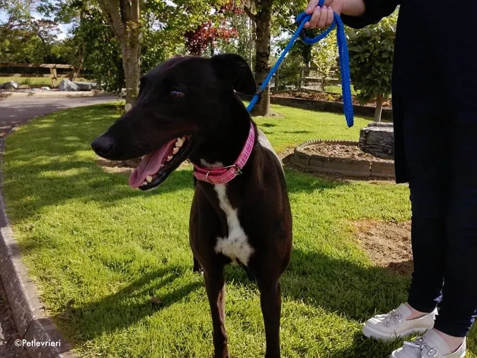 gem adozione levrieri greyhound 5